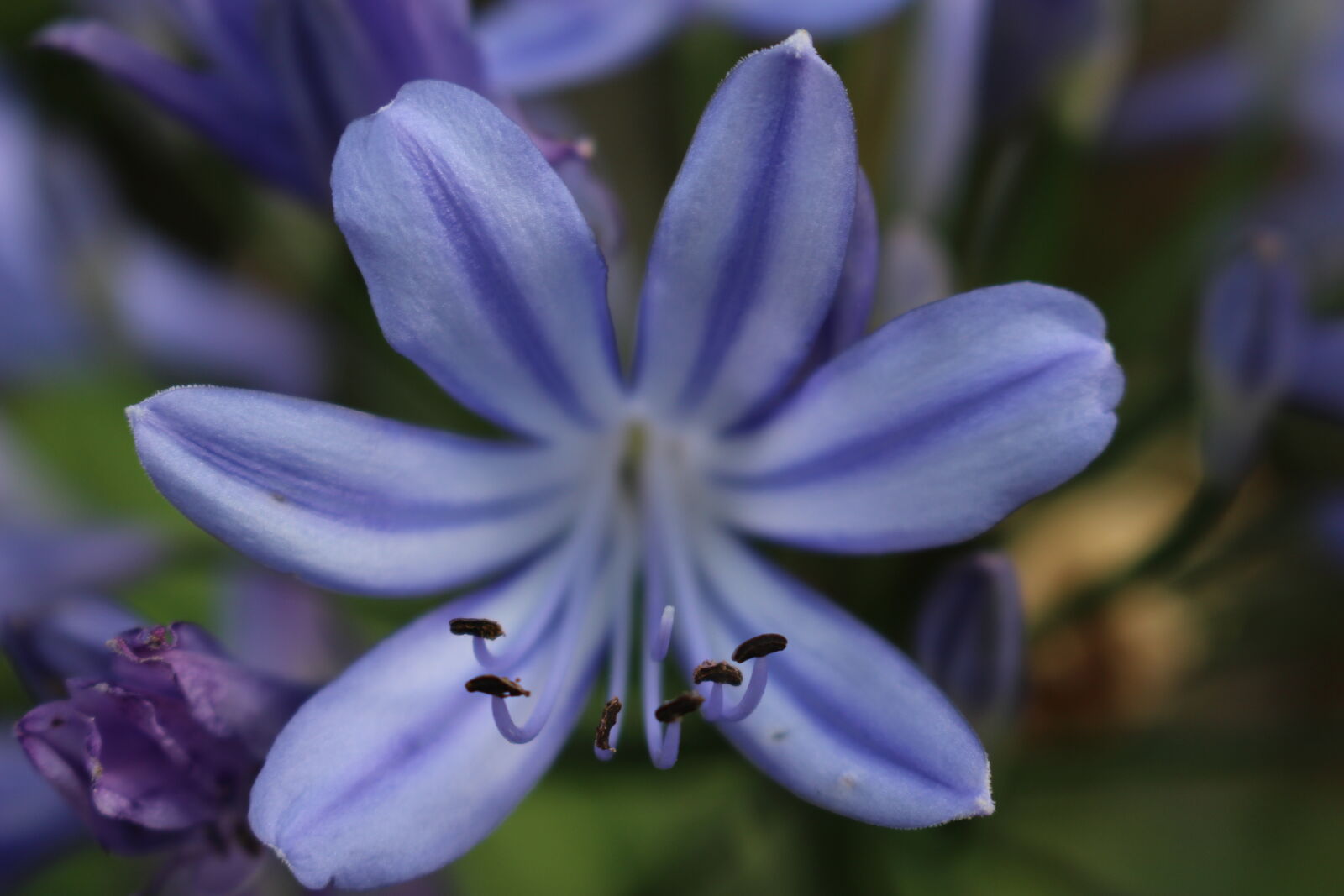 Canon EOS 100D (EOS Rebel SL1 / EOS Kiss X7) sample photo. Beautiful, flowers, blue, flowers photography
