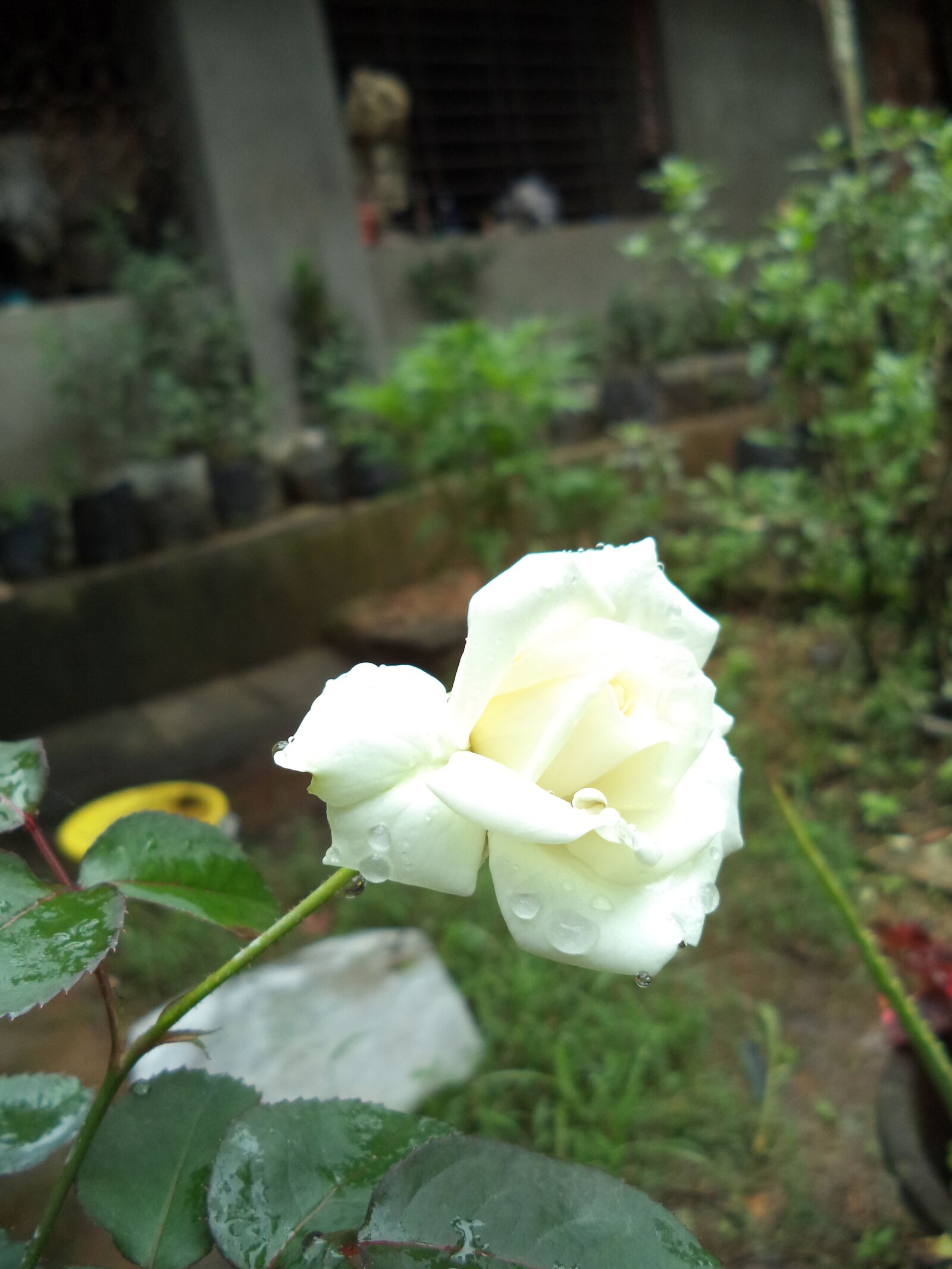 Sony Cyber-shot DSC-W710 sample photo