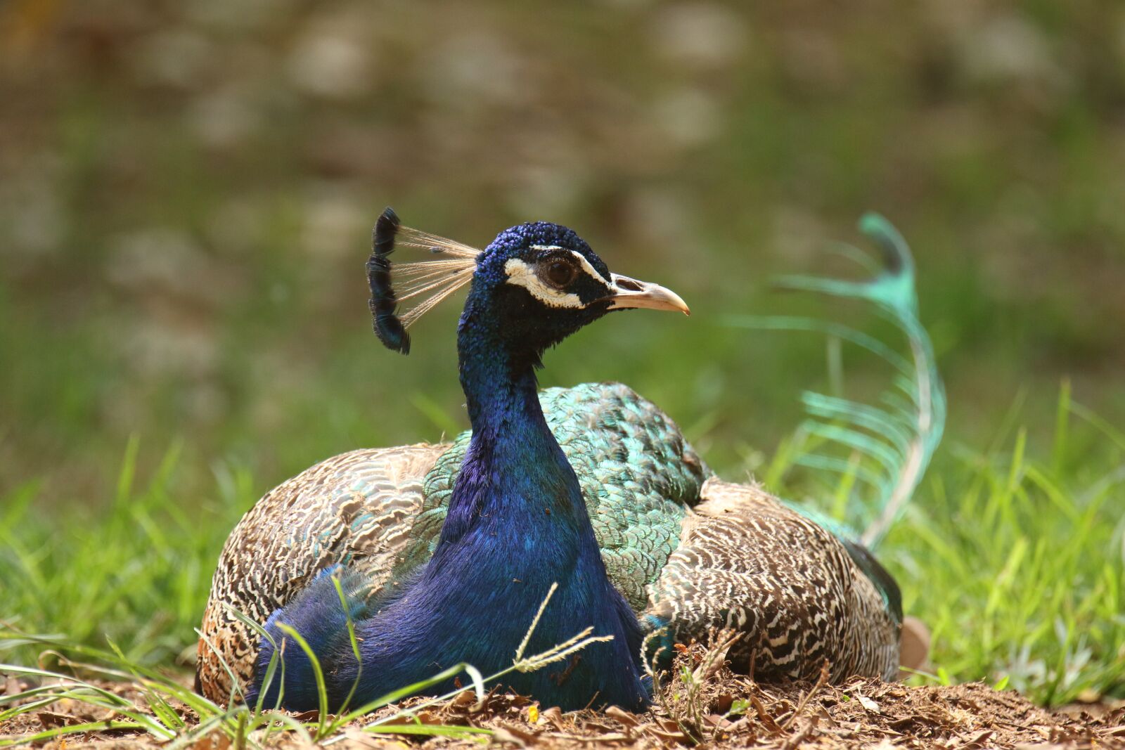 Canon EOS 7D Mark II sample photo. Peacock, rest, grass photography