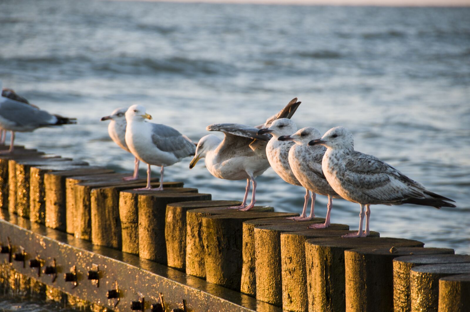 Nikon D300 sample photo. The baltic sea, sea photography