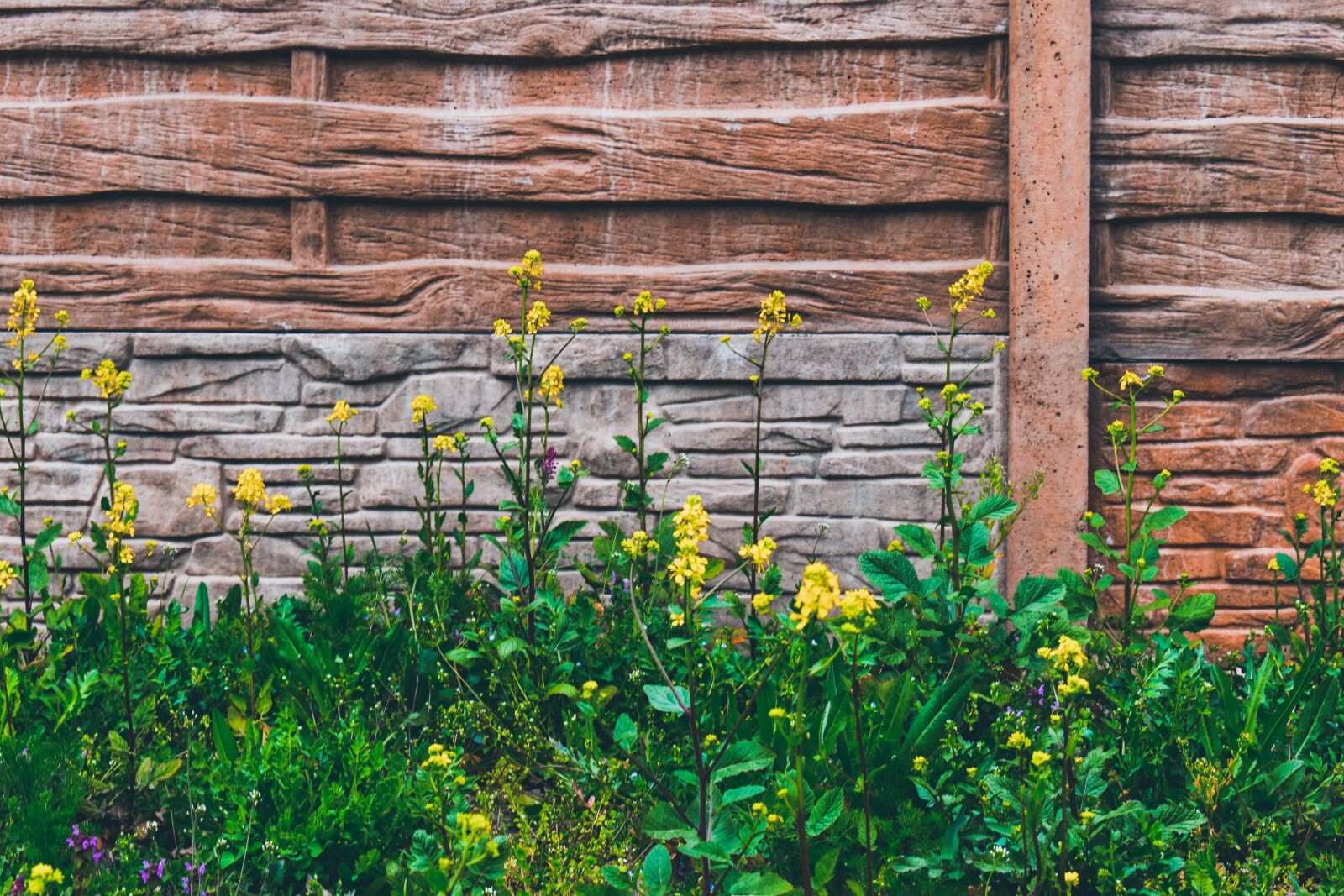 Nikon D3500 sample photo. Flowers, yellow, wall photography