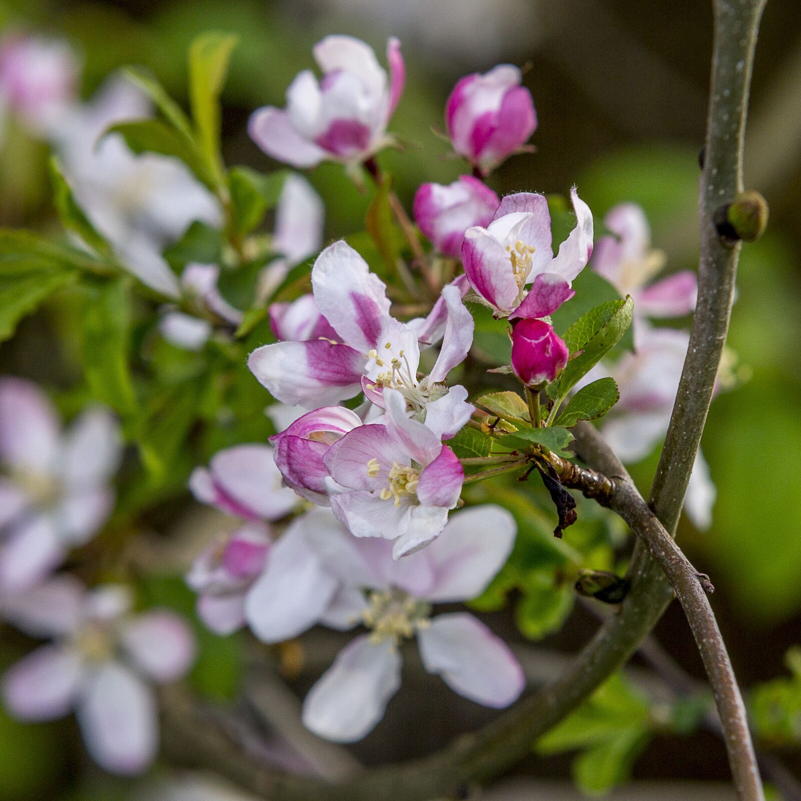 Canon EOS 60D sample photo. Flowers, trees, stems photography
