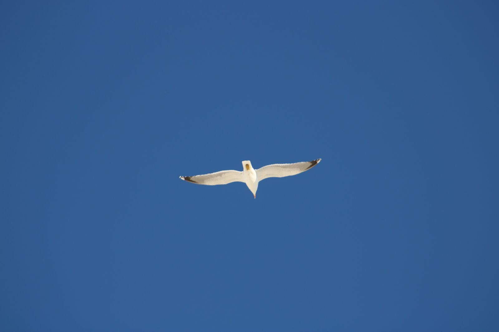 Canon EF75-300mm f/4-5.6 sample photo. Seagull, gull, sky photography