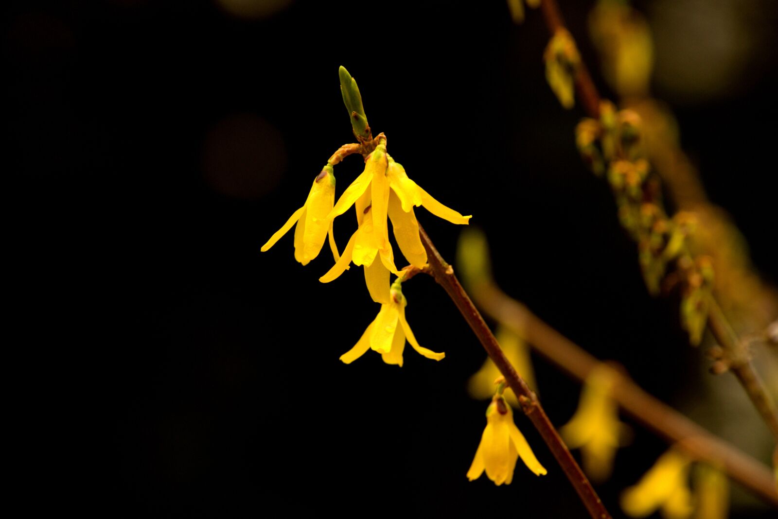 Pentax K-3 sample photo. Flower, petal, nature photography