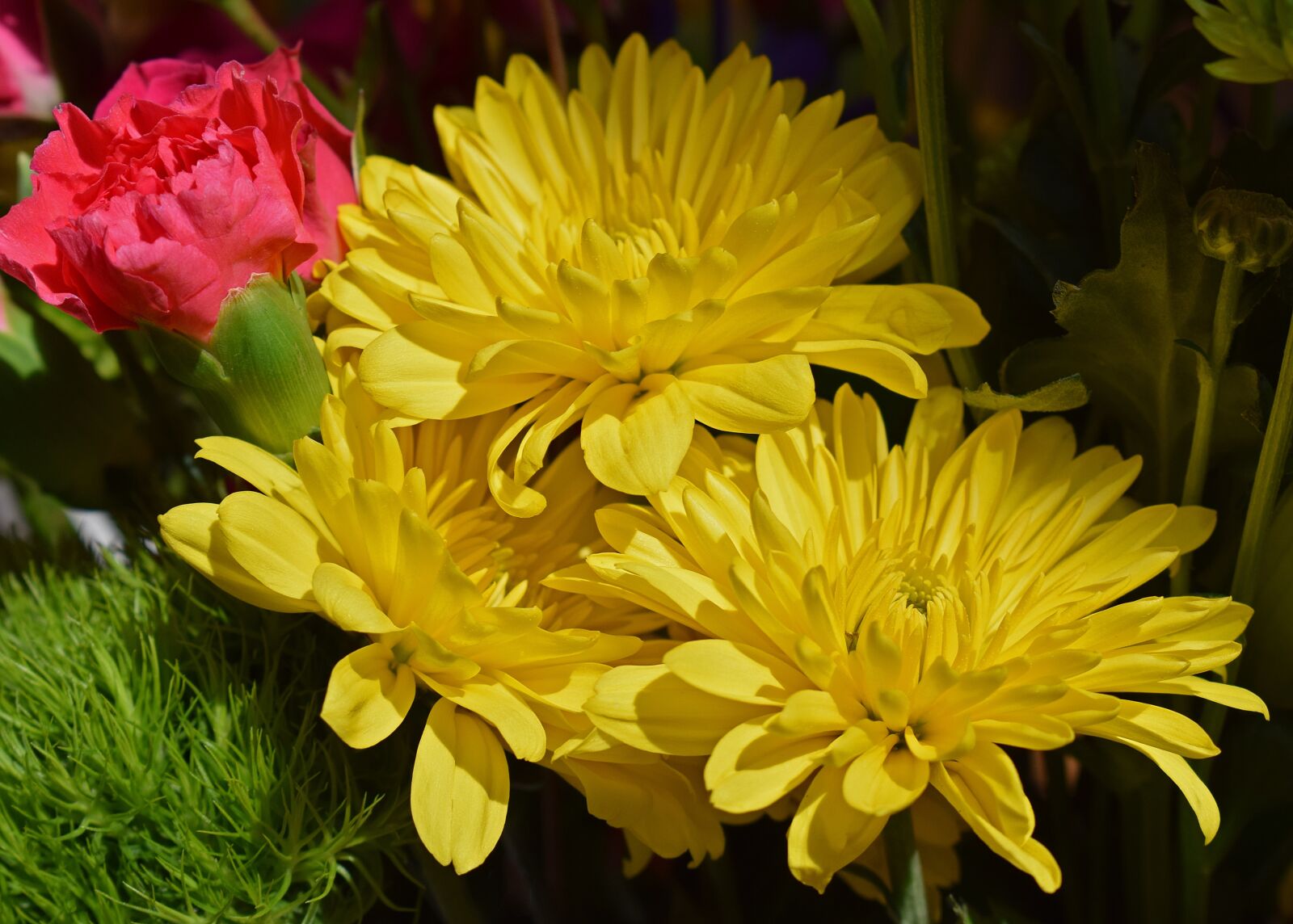 Nikon D3300 sample photo. Yellow chrysanthemums, carnation, blossom photography