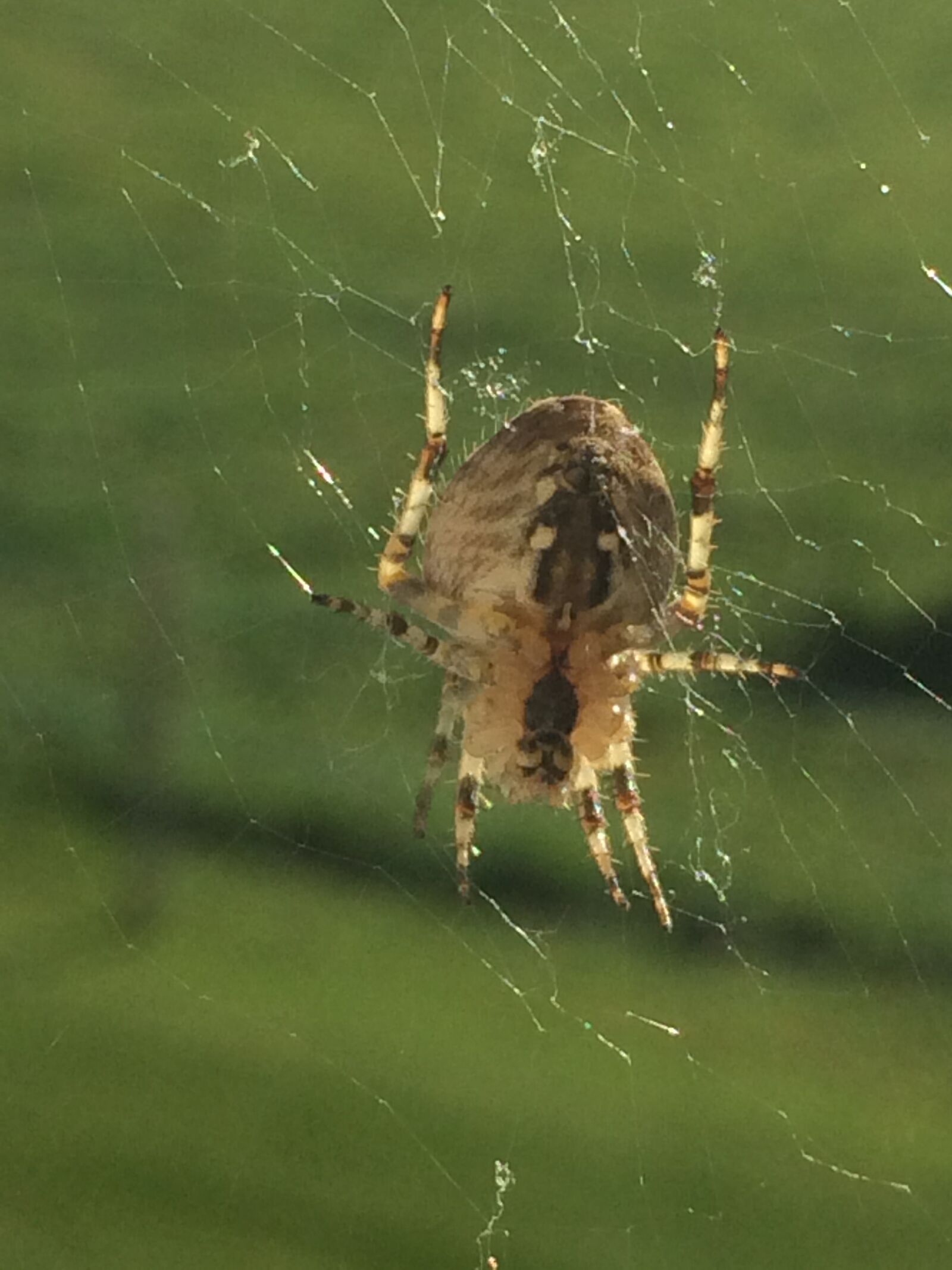 iPhone 5s back camera 4.15mm f/2.2 sample photo. Araneus, cobweb, indian summer photography