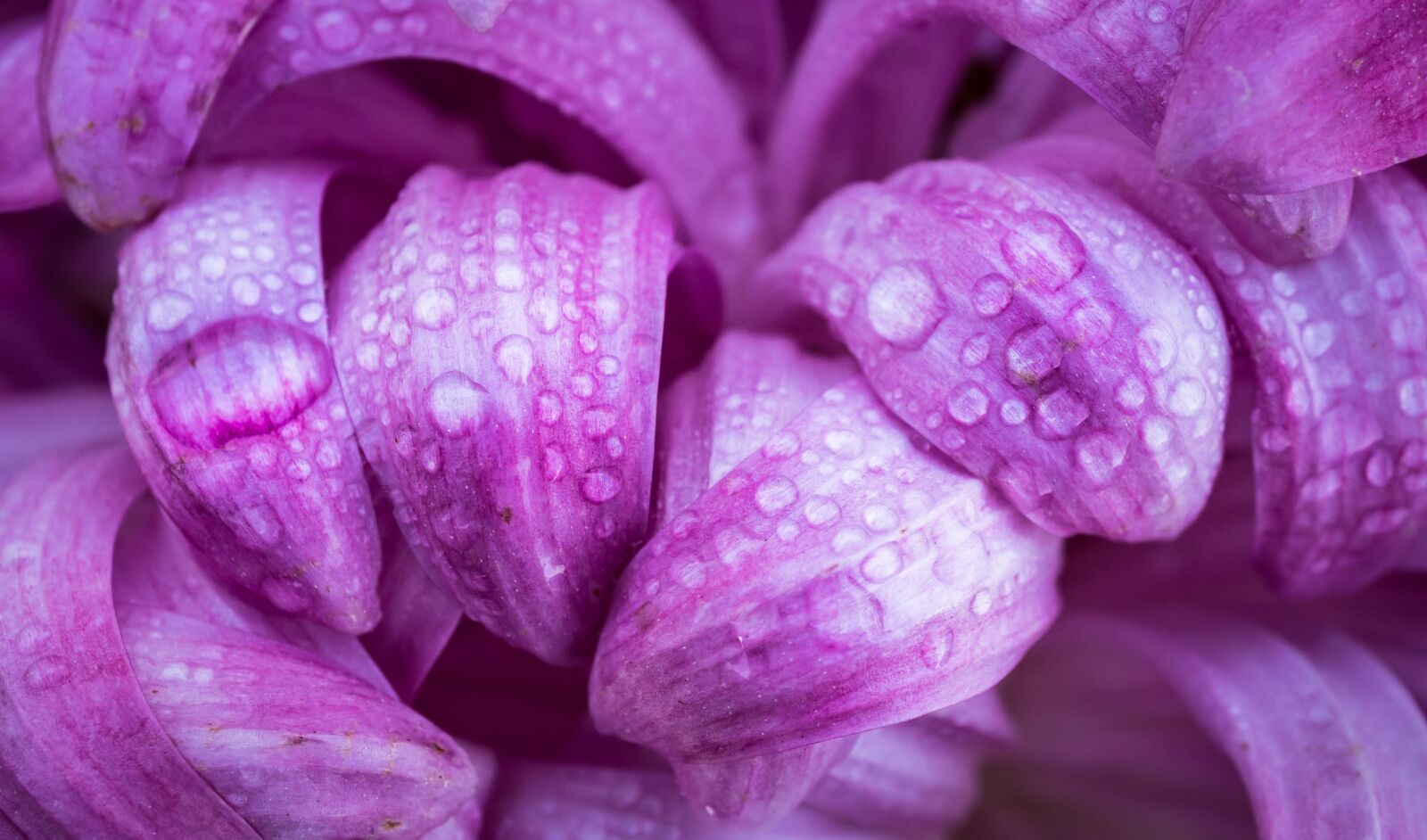 Sony E 30mm F3.5 Macro sample photo. Flowers, nature, plants photography