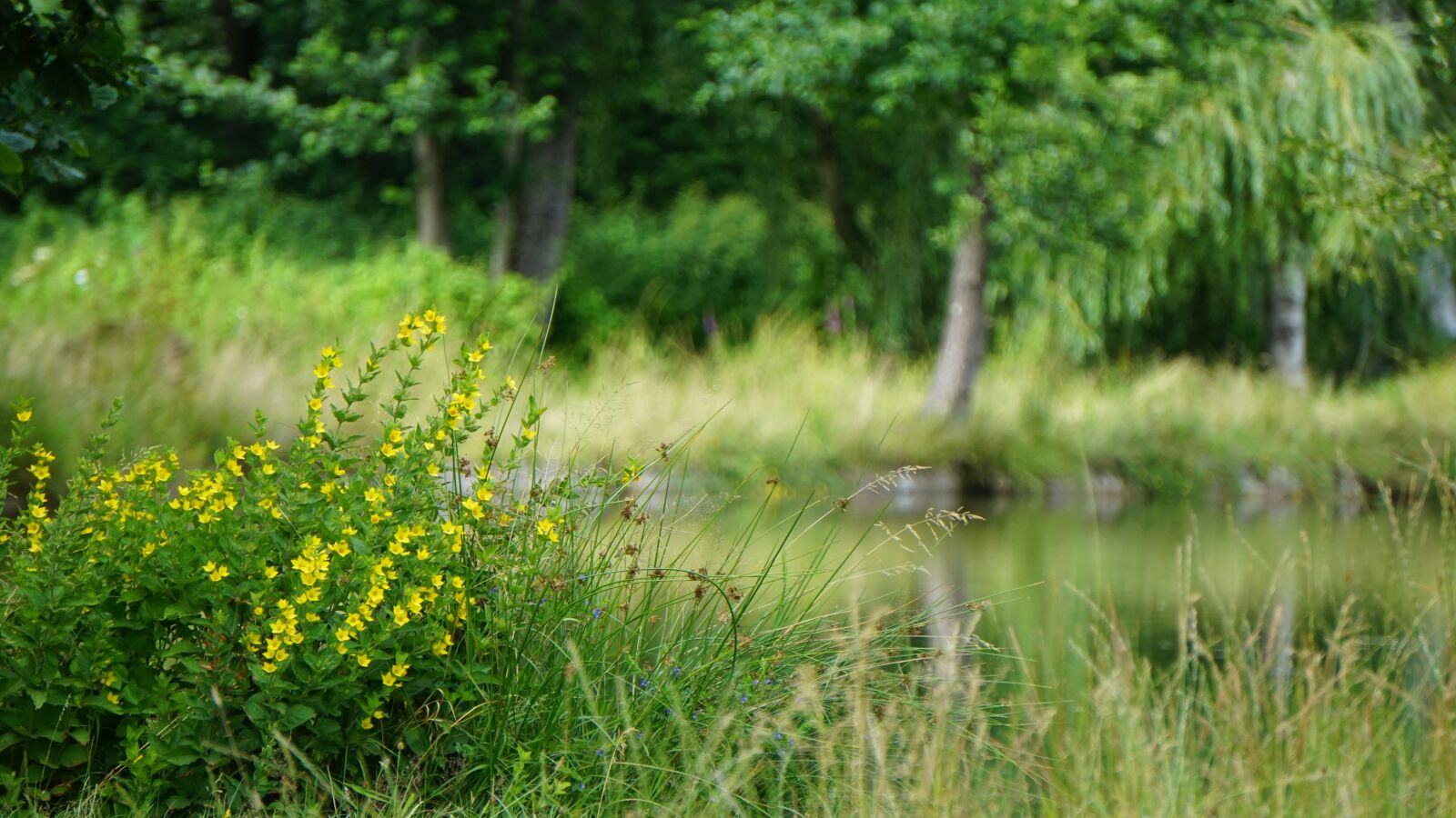 Sony a6000 sample photo. Lake, flowers, nature photography