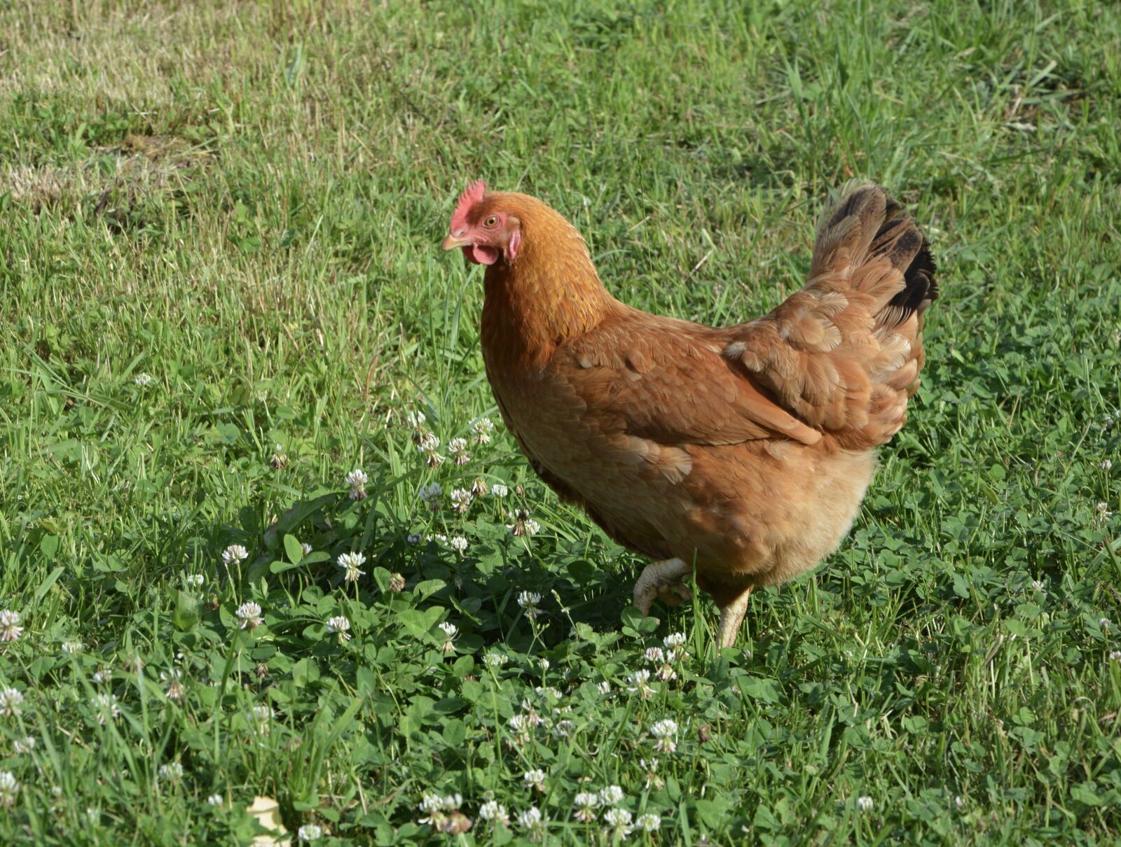 Nikon D5200 sample photo. Laying hen, red hen photography