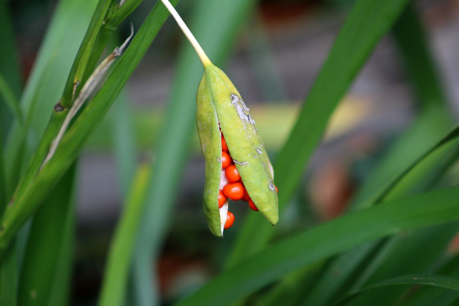 Canon EF 75-300mm f/4-5.6 sample photo. Seed pod, seeds, nature photography