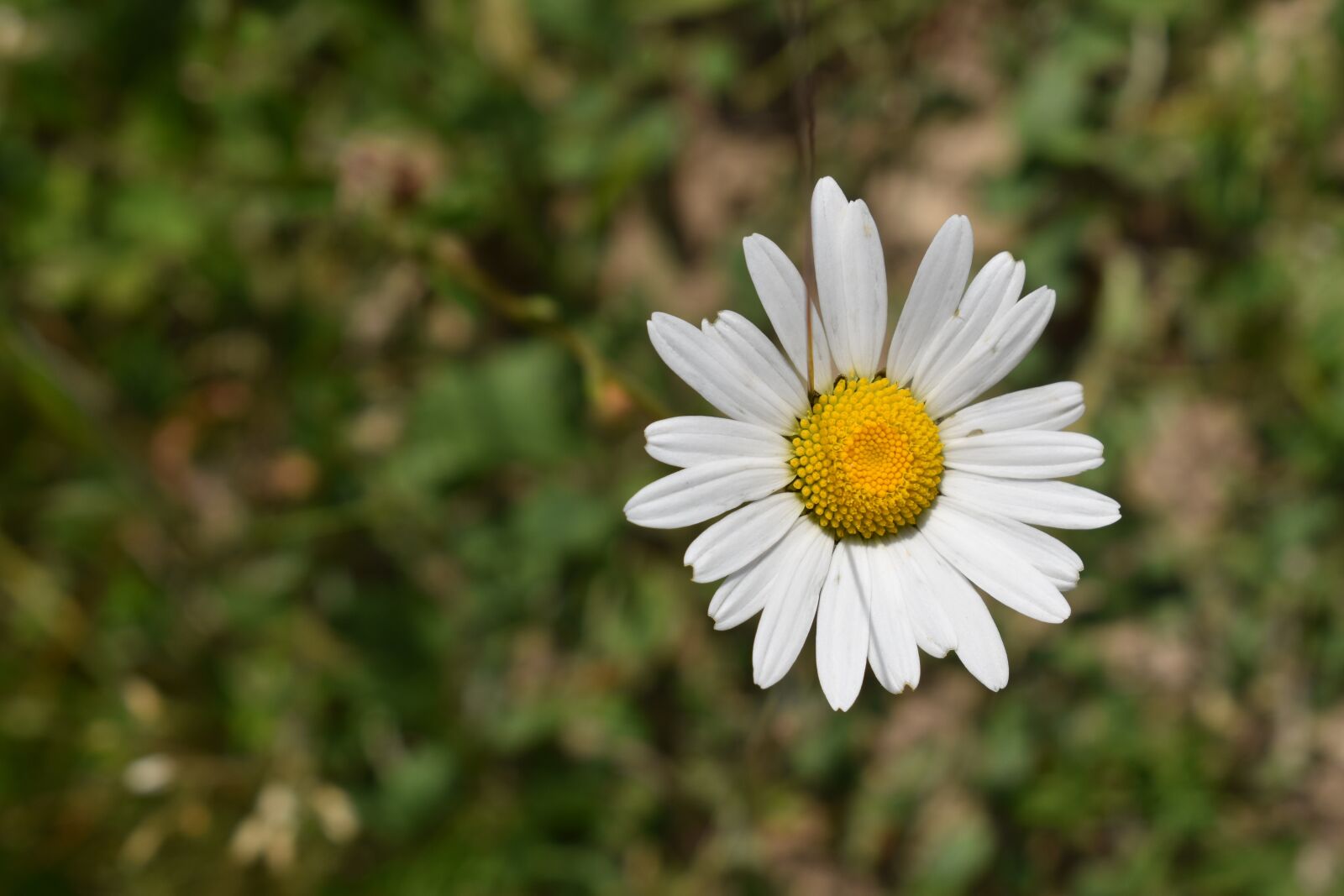 Nikon D5600 sample photo. Leucanthemum vulgare, asteraceae, flower photography