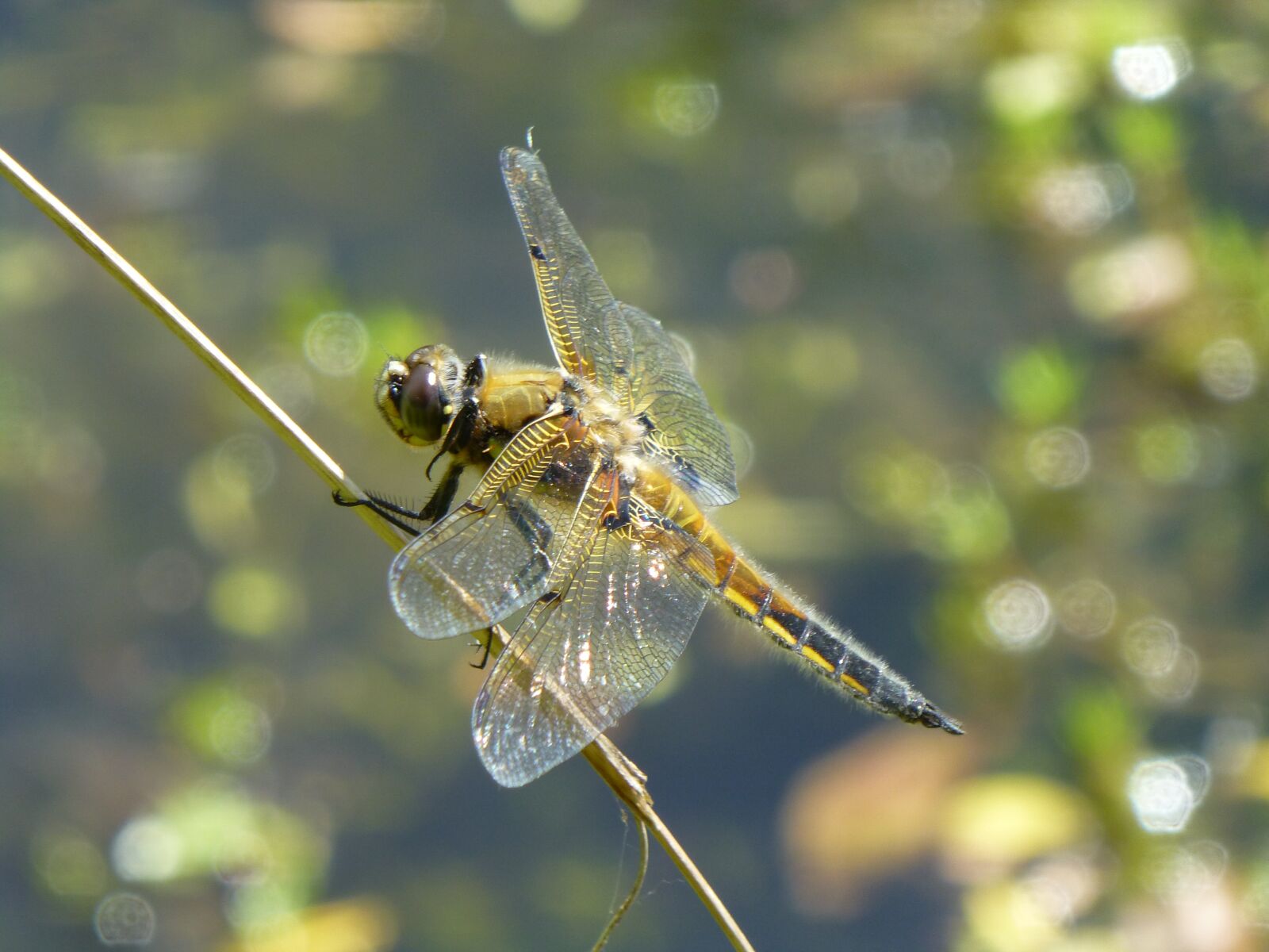 Panasonic DMC-TZ27 sample photo. Dragonfly, insect, pond photography