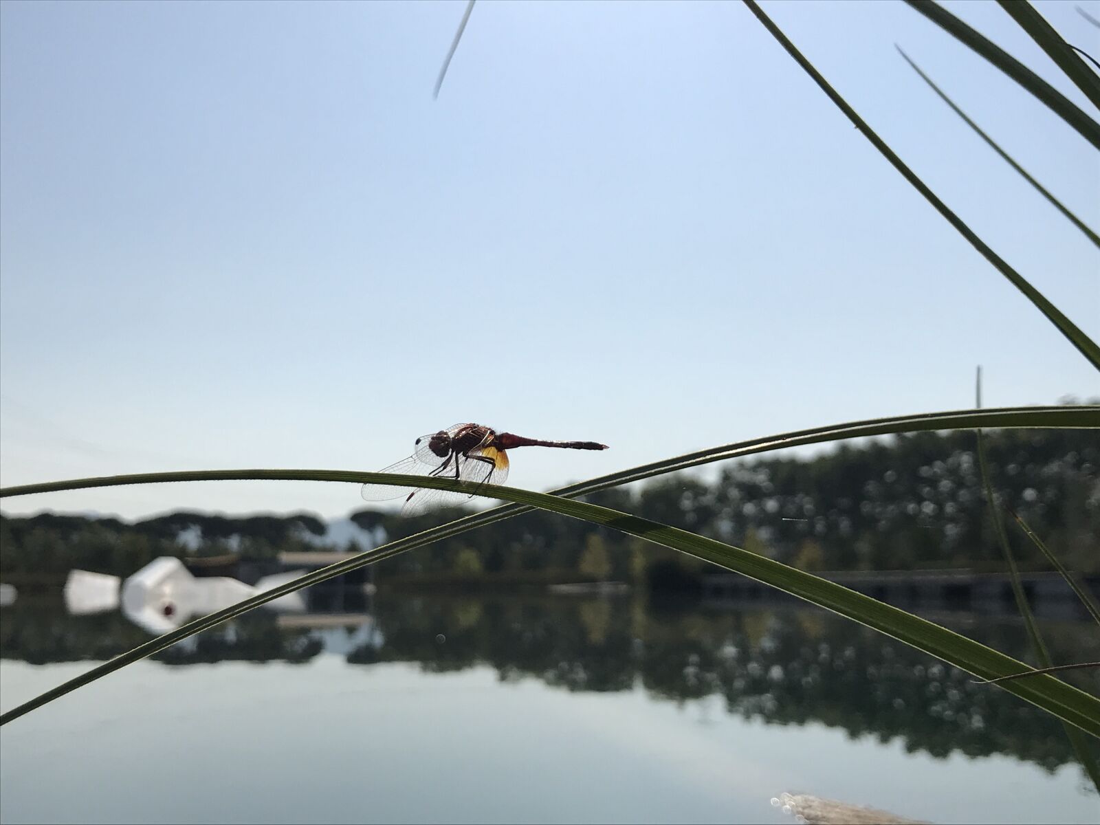 iPhone 7 back camera 3.99mm f/1.8 sample photo. Insect, dragonfly, lake photography