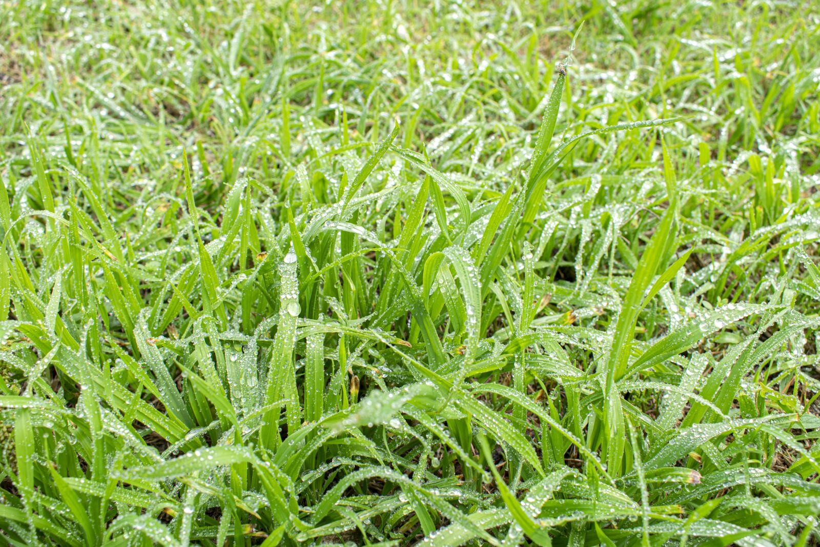 Nikon D5300 sample photo. Pasture, rain, nature photography