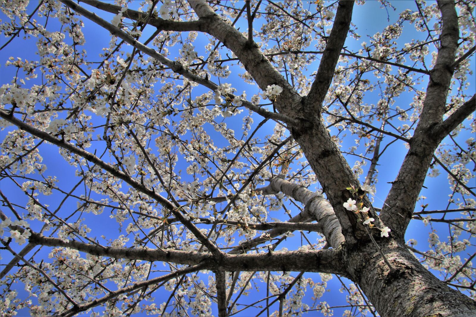 Canon EOS 80D sample photo. Fruit tree, apple, tree photography