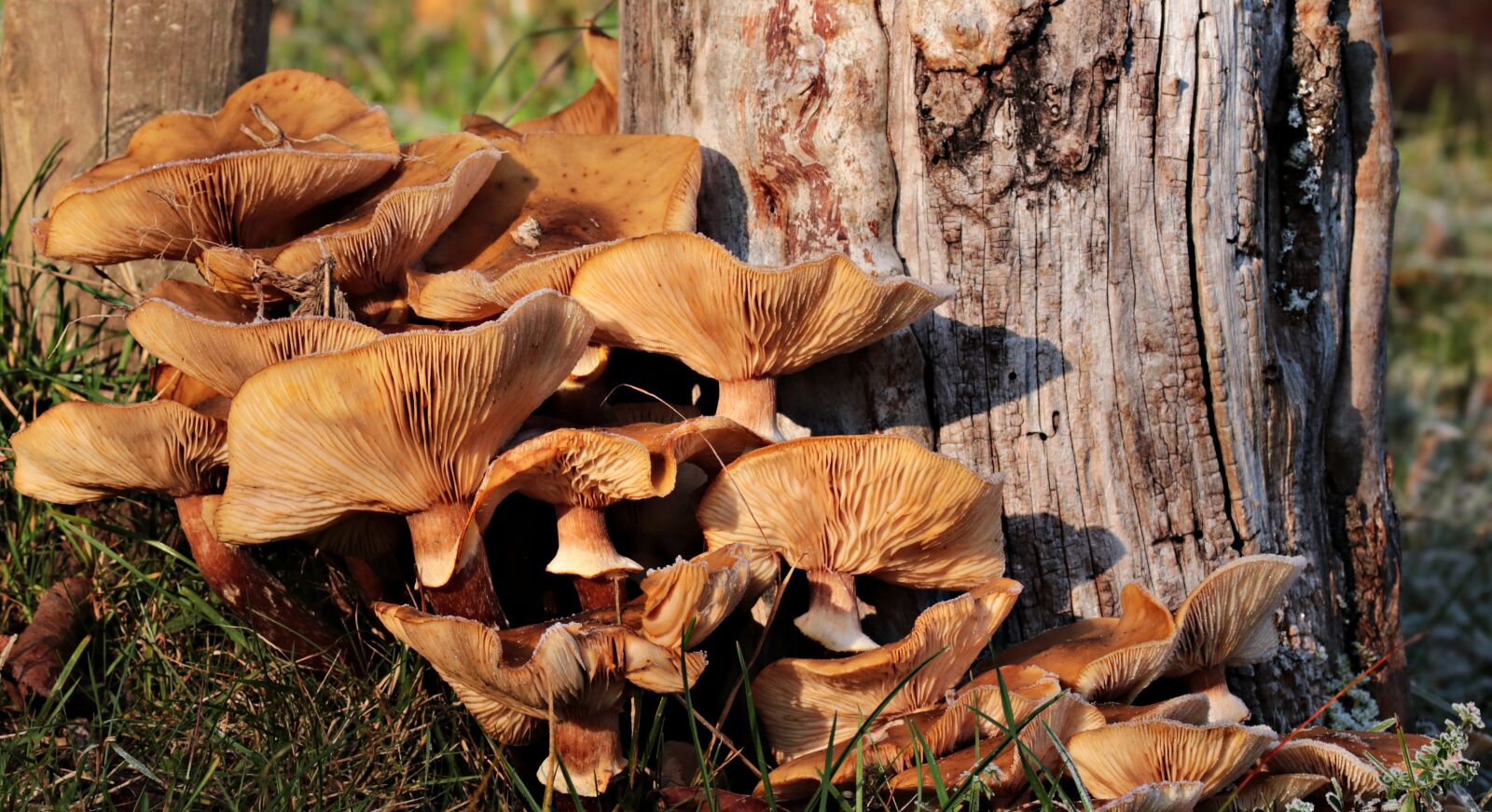 Canon EOS 80D sample photo. Mushrooms, meadow, tree photography