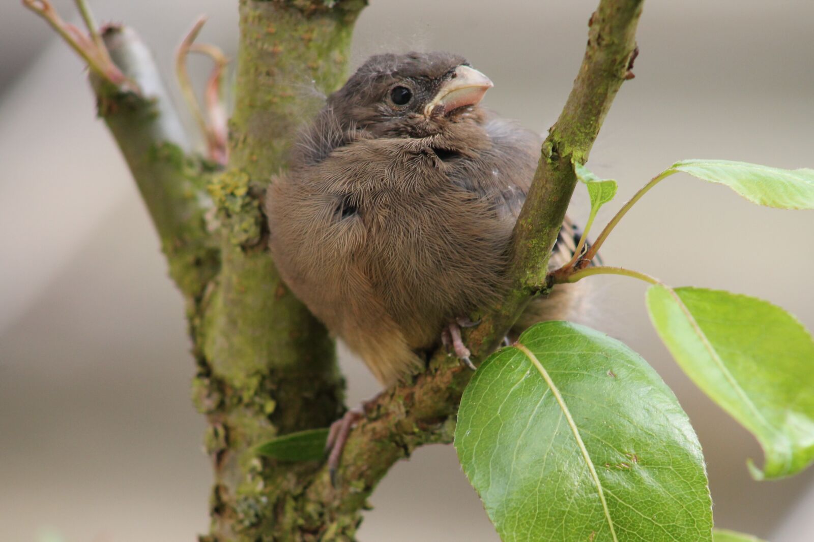 Canon EF75-300mm f/4-5.6 sample photo. Baby bird, animal world photography