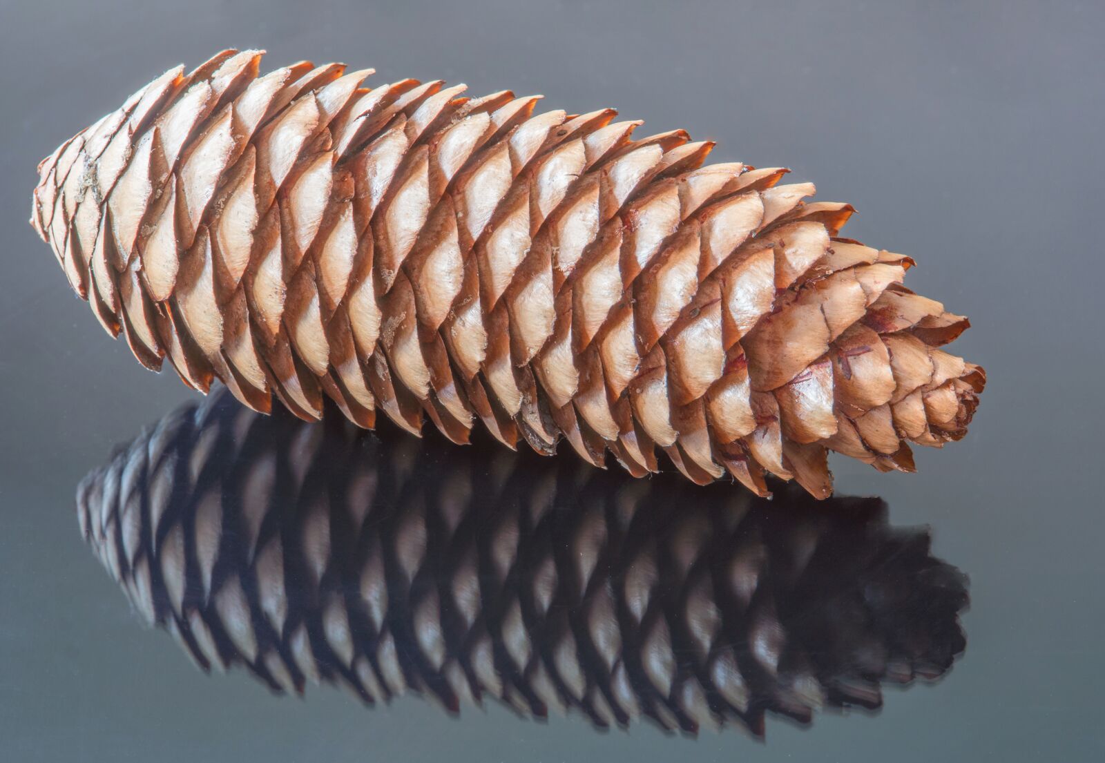 Sony a6500 sample photo. Pine cones, autumn, nature photography
