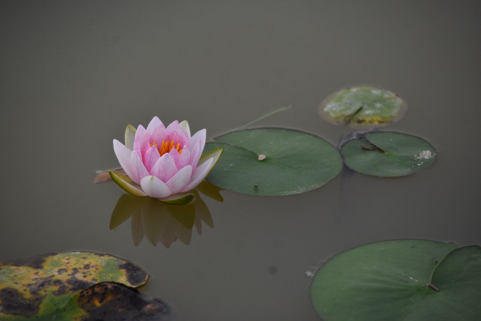Nikon D7200 sample photo. Water lily, flower, petals photography