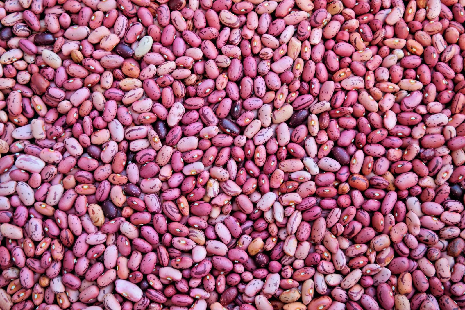 NX 18-55mm F3.5-5.6 sample photo. Legumes, beans, food photography