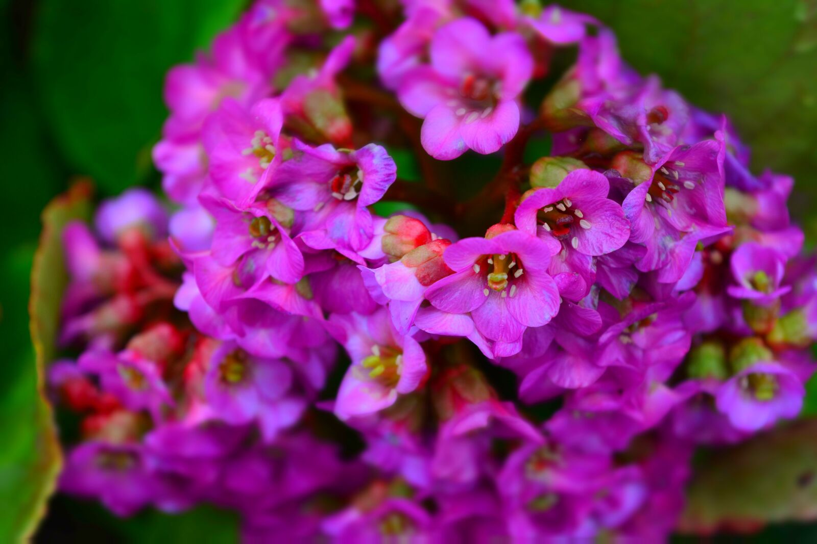Nikon D5200 sample photo. Garden, flowers, bergenia photography