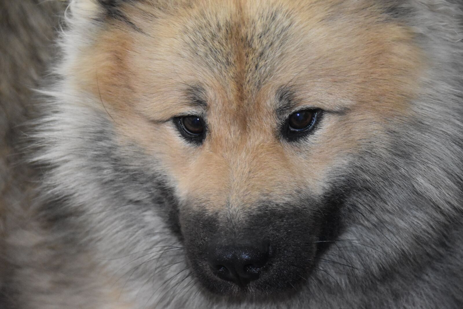 Nikon D5600 sample photo. Dog, dog eurasier, dog photography