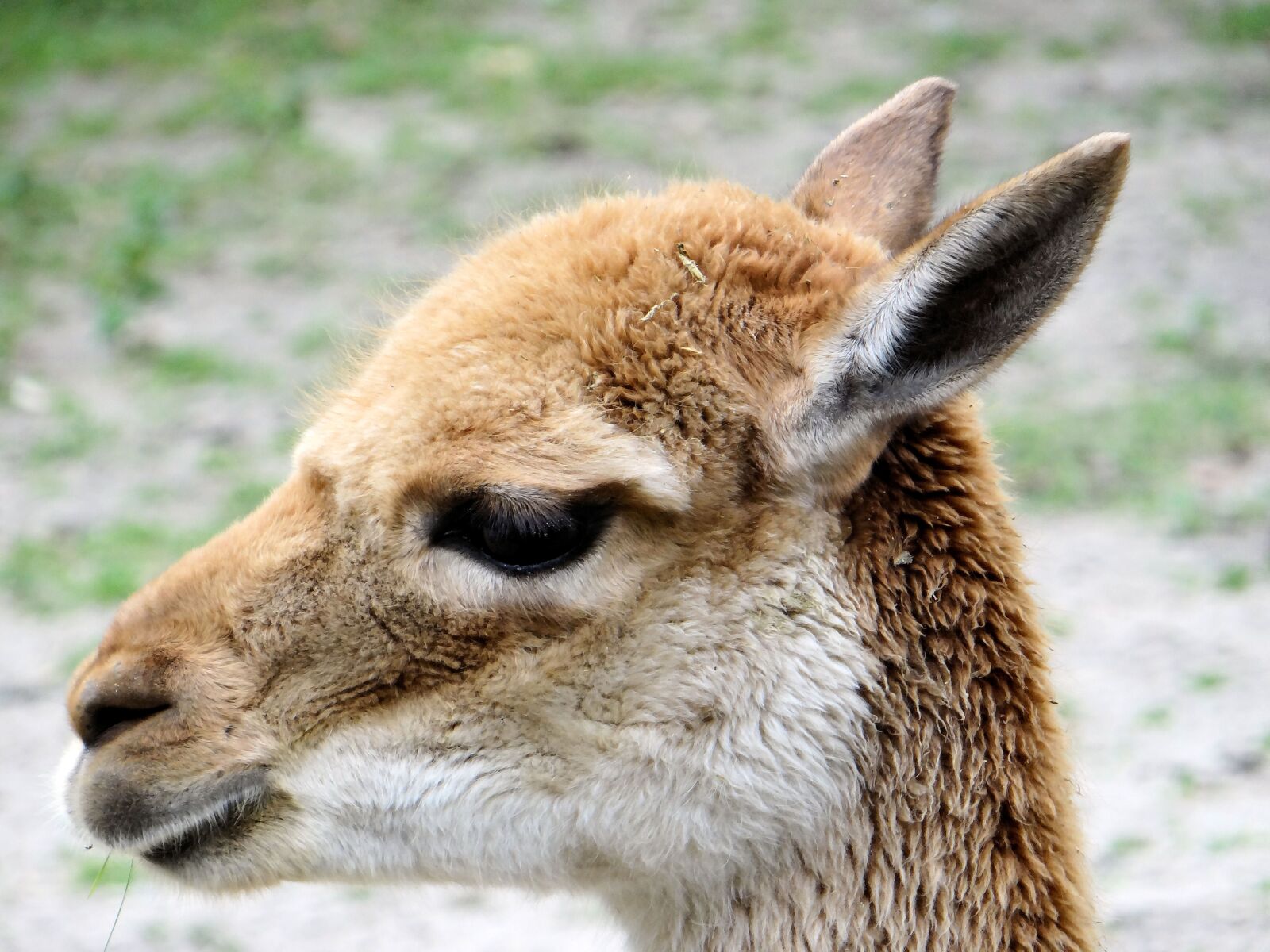 Sony DSC-HX200V sample photo. Wikunia, camelids, ungulates photography
