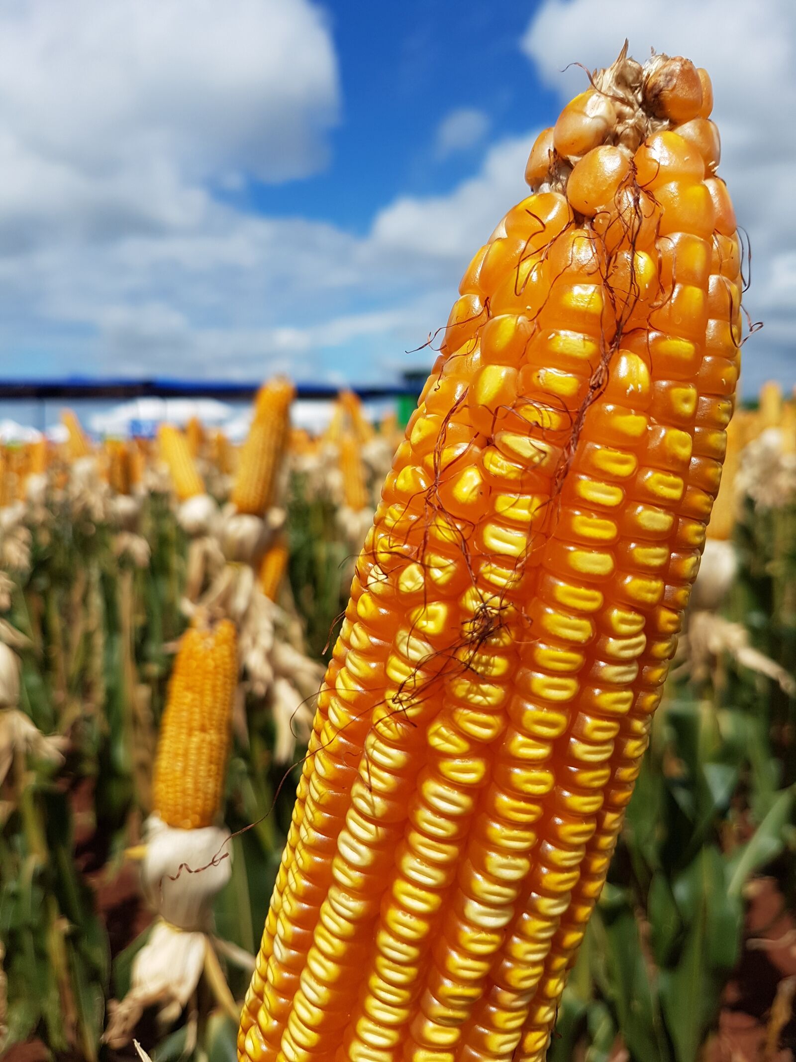 Samsung Galaxy S7 sample photo. Corn, plantation, rural photography