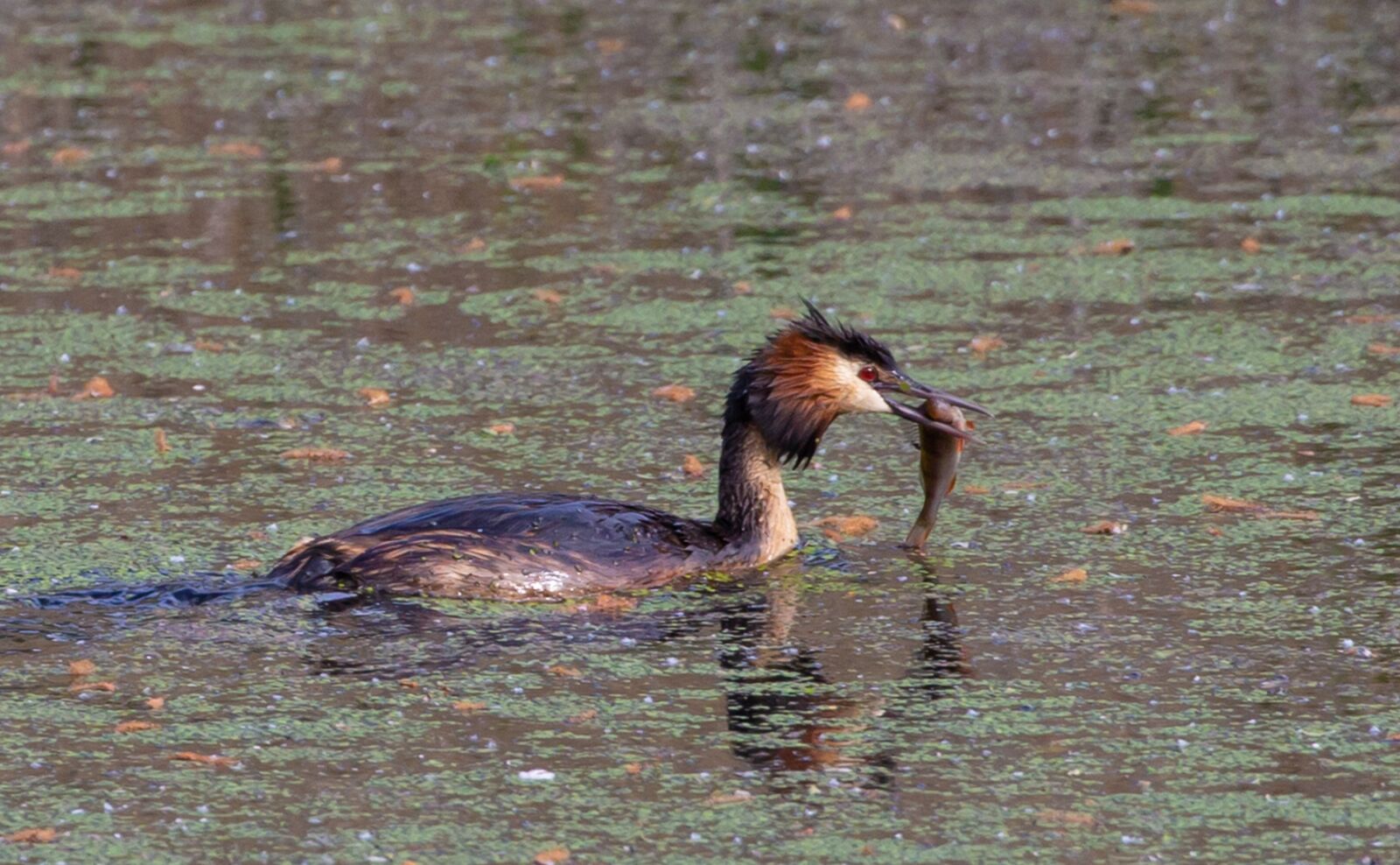 Canon EOS 5D Mark III sample photo. Great crested grebe, crested photography
