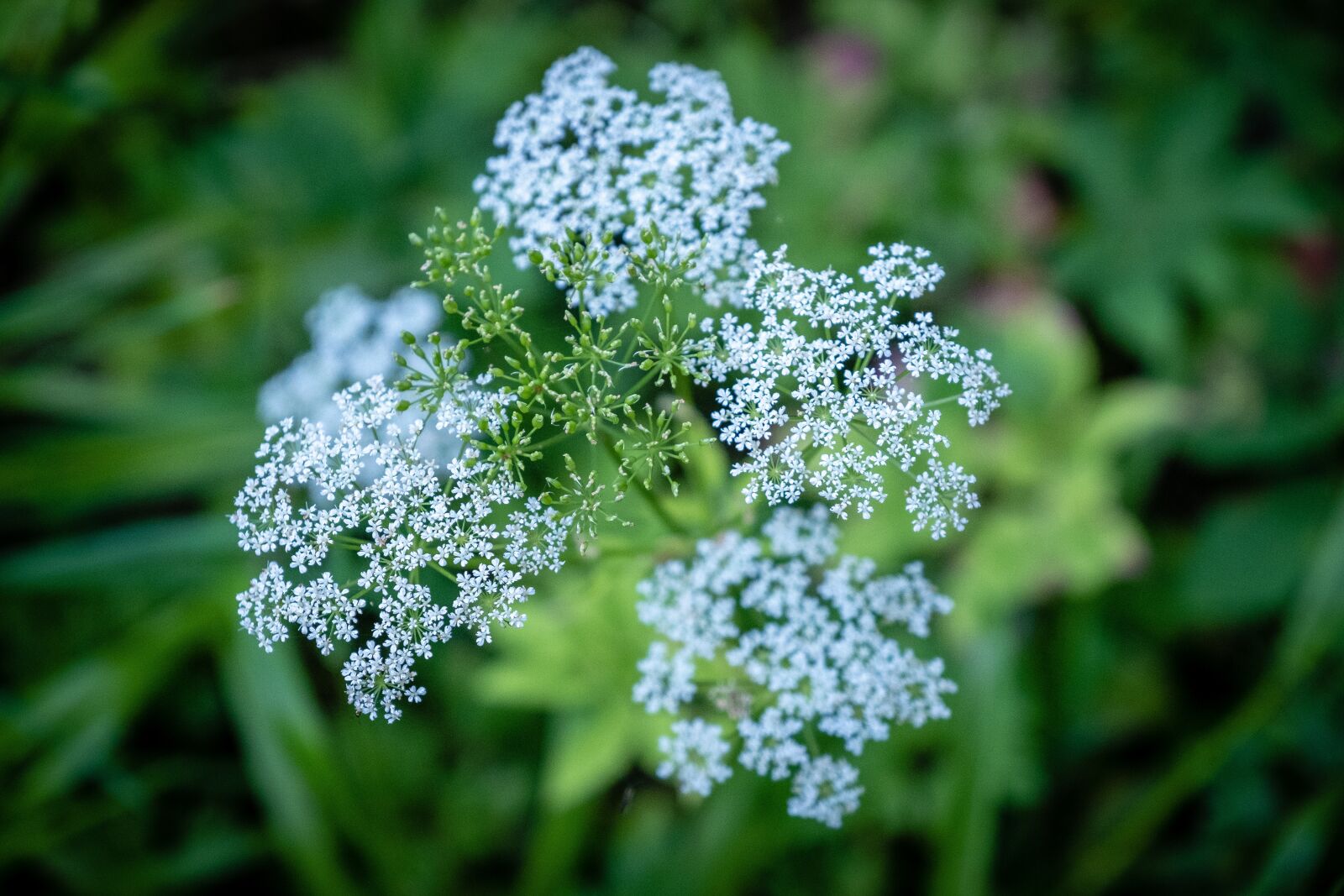 Fujifilm X-T2 sample photo. Flower, green, white photography