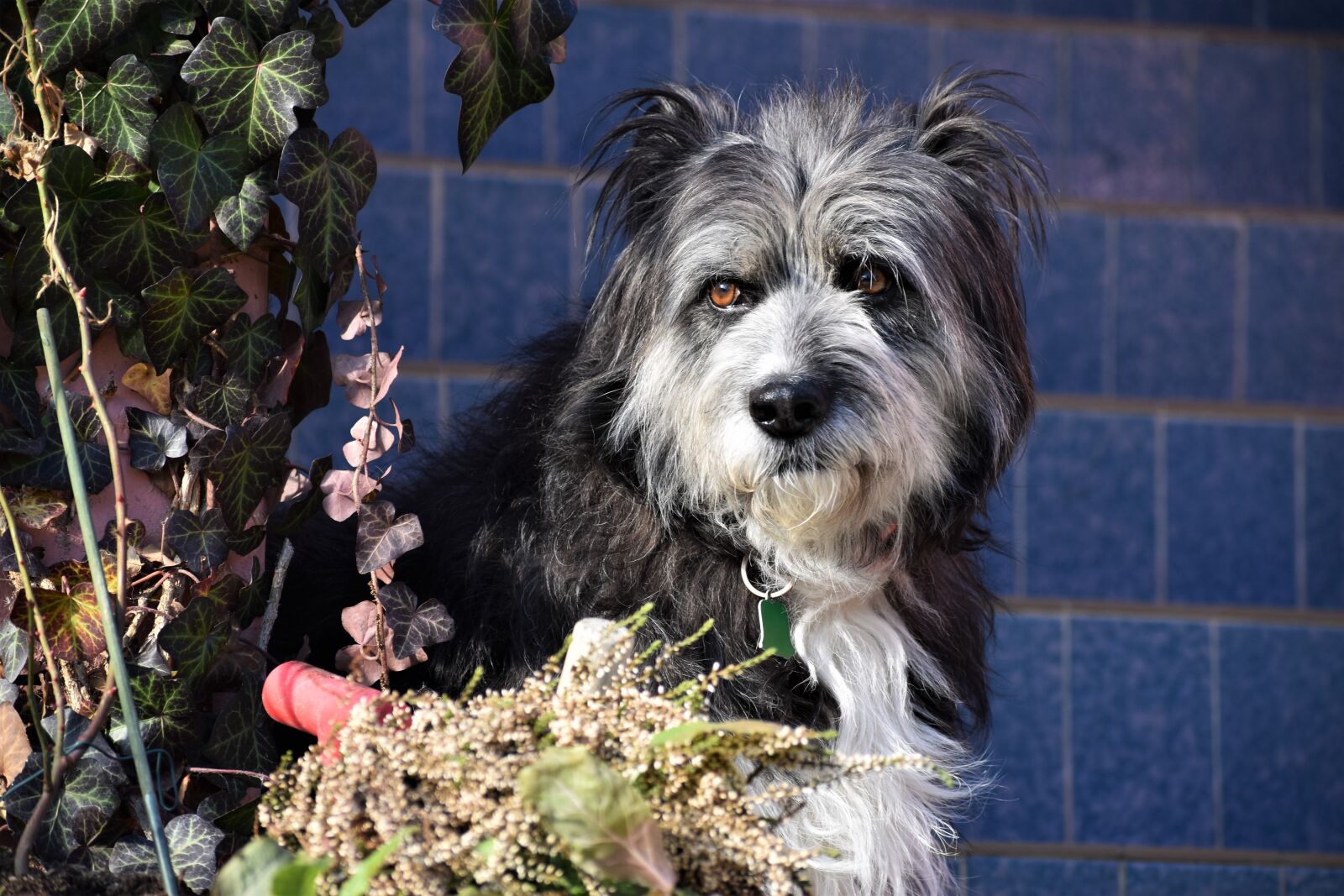 Nikon D3500 sample photo. Dog, collie, flowers photography