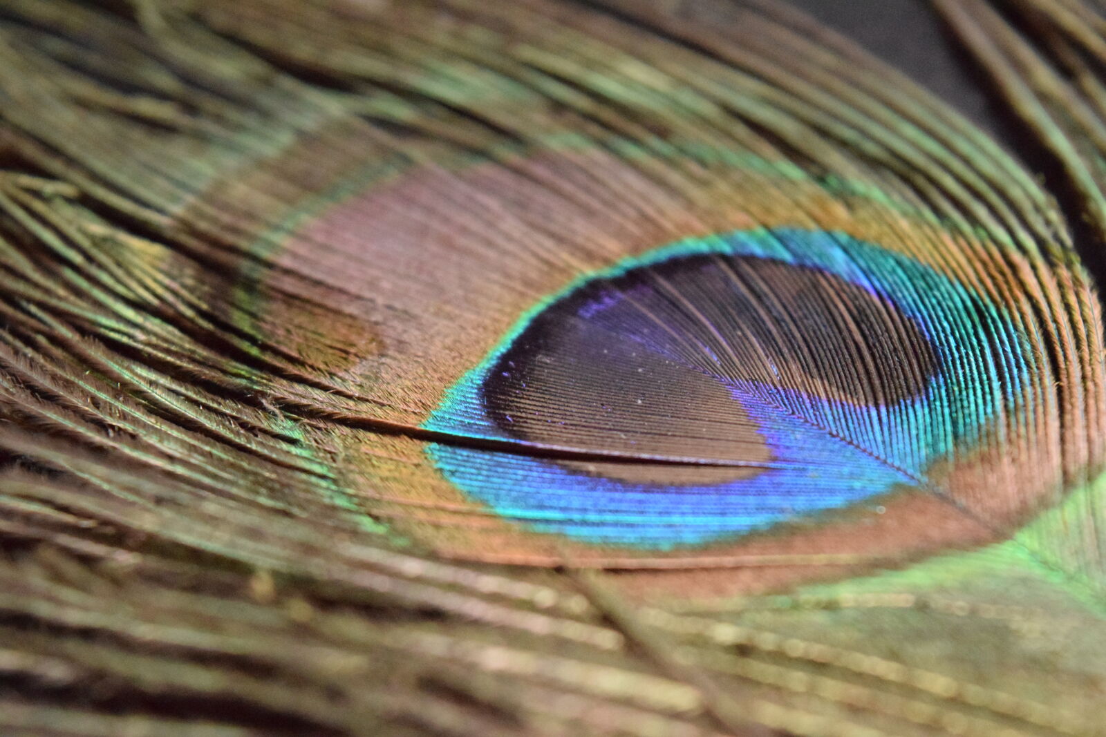 Nikon D3300 sample photo. Feather, india, peacock photography