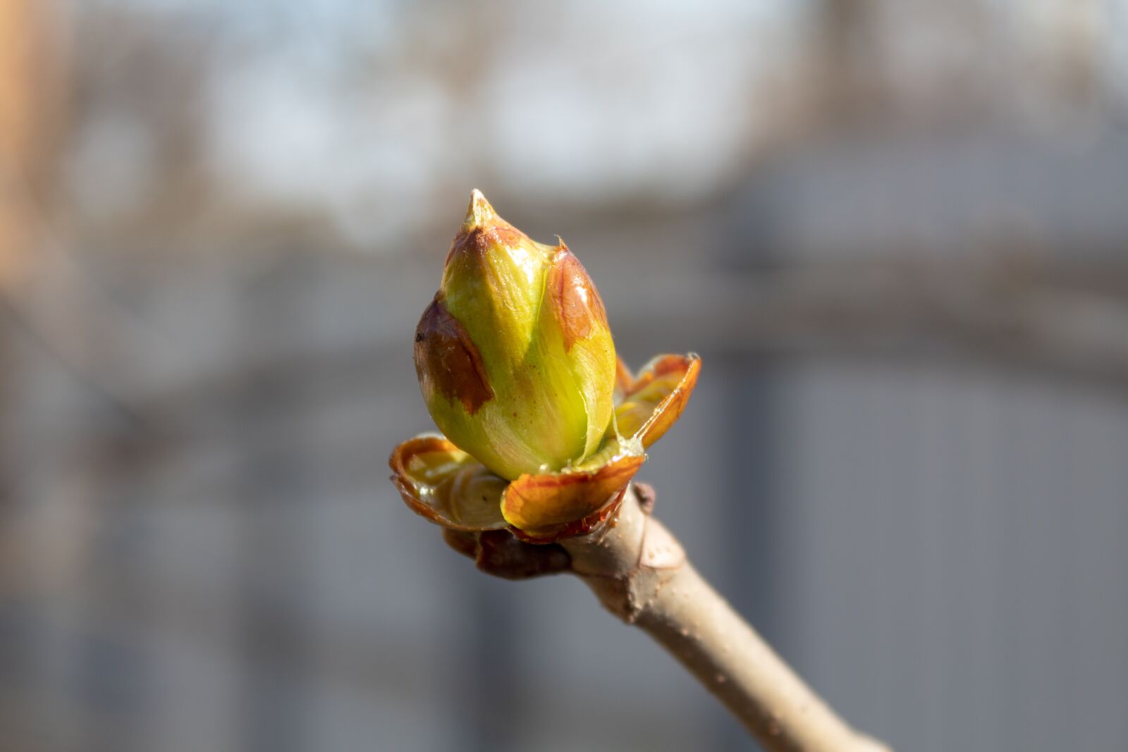 Canon EOS 1300D (EOS Rebel T6 / EOS Kiss X80) sample photo. Chestnut, bud, branch photography