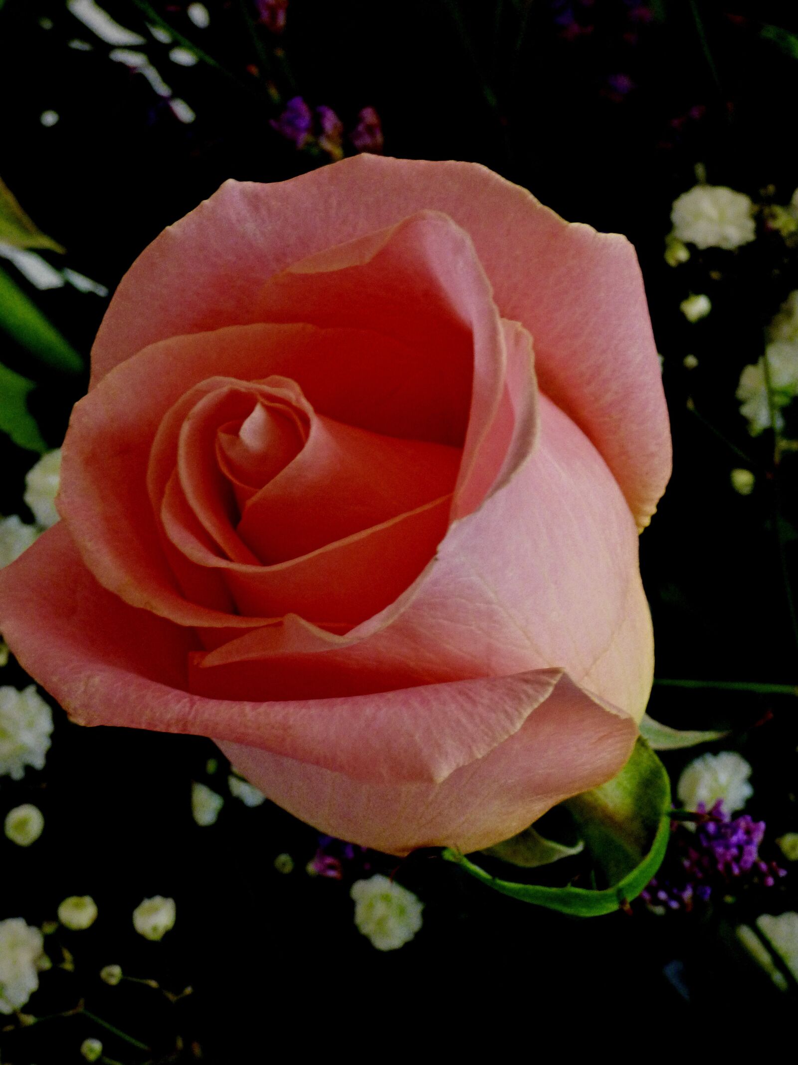 Panasonic DMC-FZ72 sample photo. Rose, pink, bouquet photography