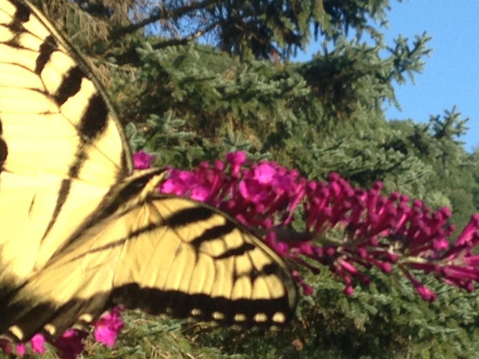 Apple iPhone 5c sample photo. Butterfly, summer, nature photography