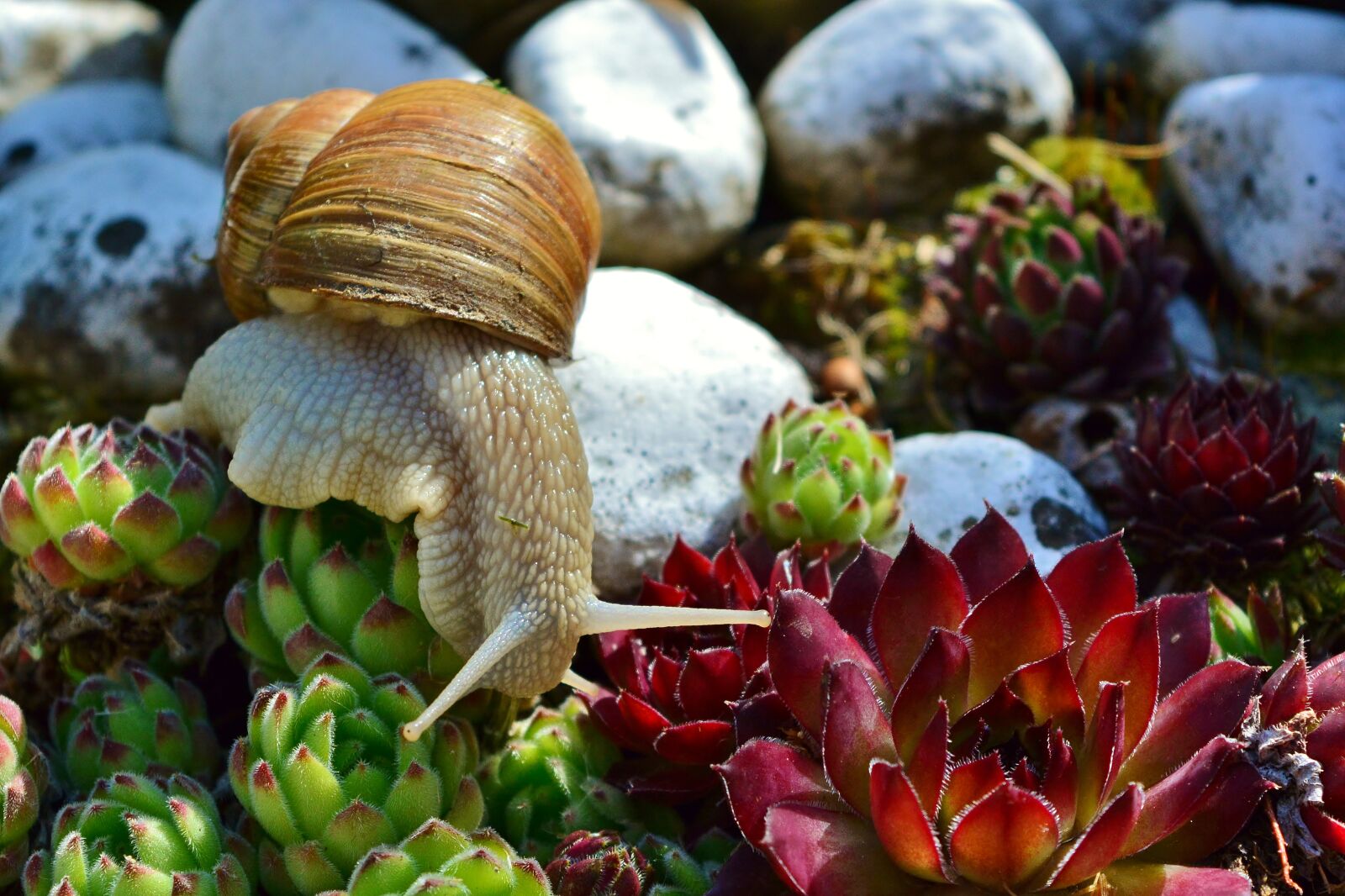 Nikon D5200 sample photo. Snail, mollusk, crawl photography