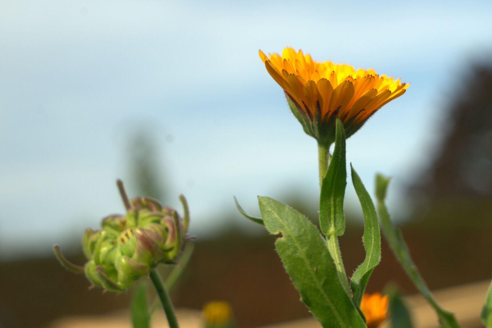 Sony a7 II + Sony Vario Tessar T* FE 24-70mm F4 ZA OSS sample photo. Flower, autumn, garden photography