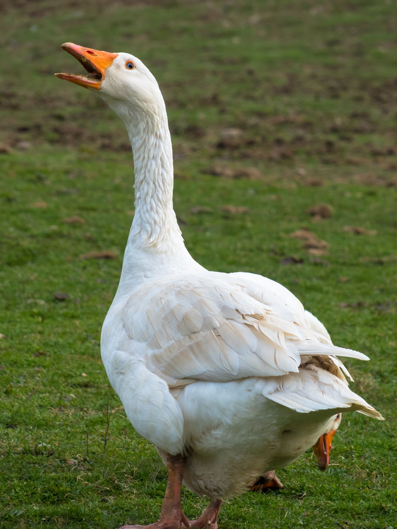Canon PowerShot G3 X sample photo. Goose, ranting, aggressive photography