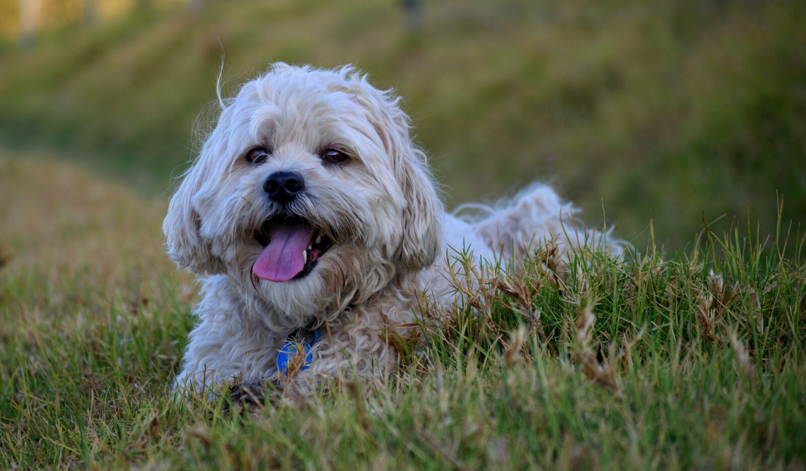 Nikon D3300 sample photo. Dog, shih tzu, maltese photography