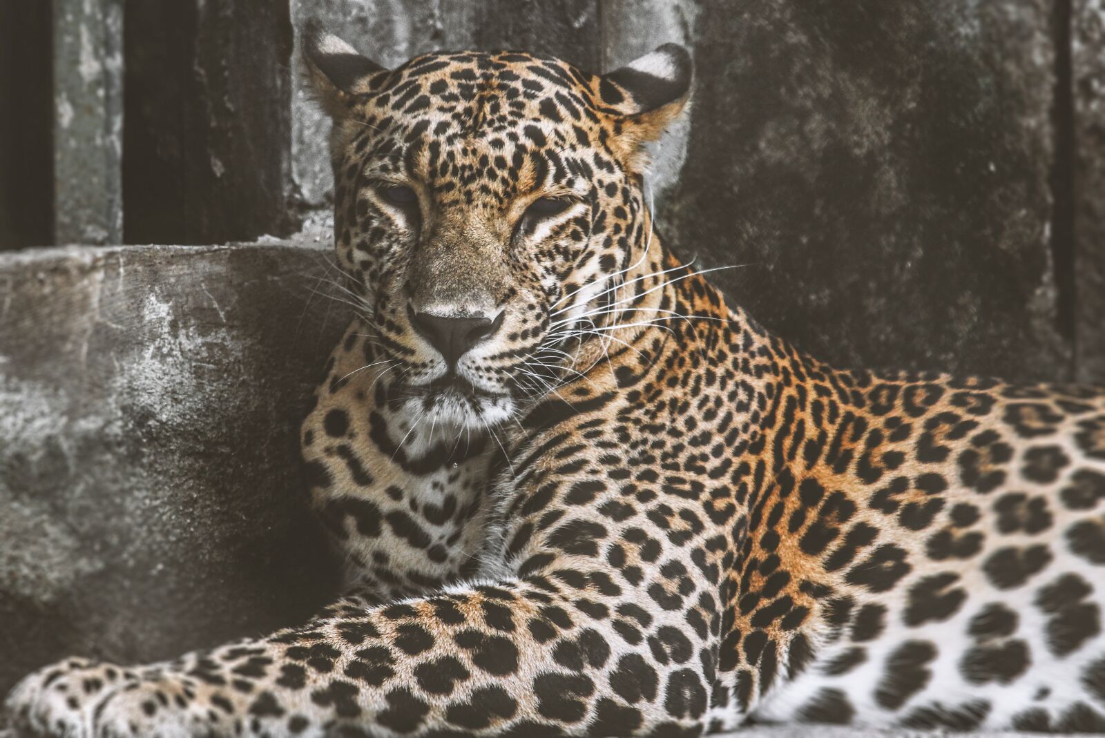 Canon EOS 700D (EOS Rebel T5i / EOS Kiss X7i) sample photo. Animal, mammal, wildcat photography