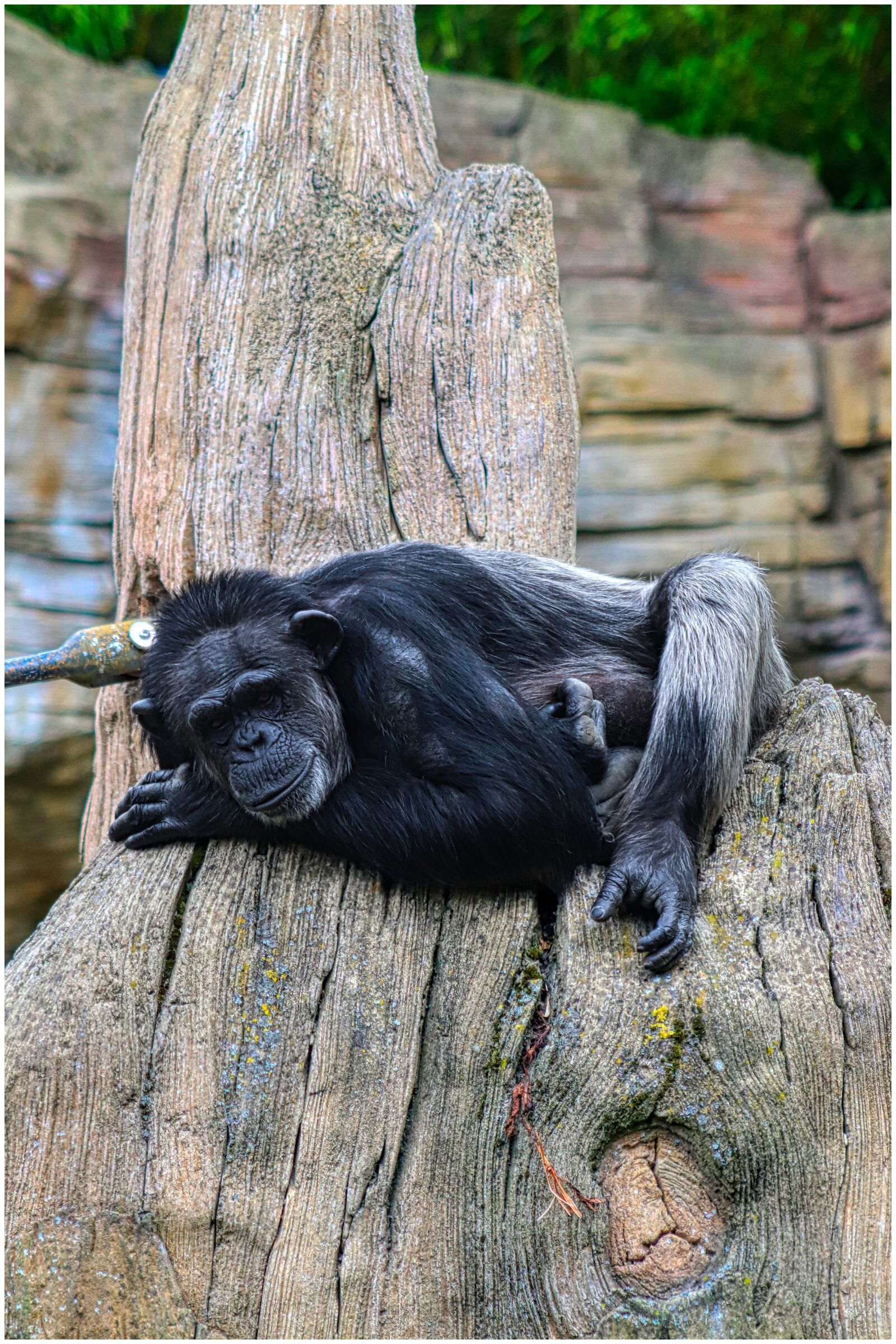 Canon EF75-300mm f/4-5.6 sample photo. Chimpanzee, monkey, log photography