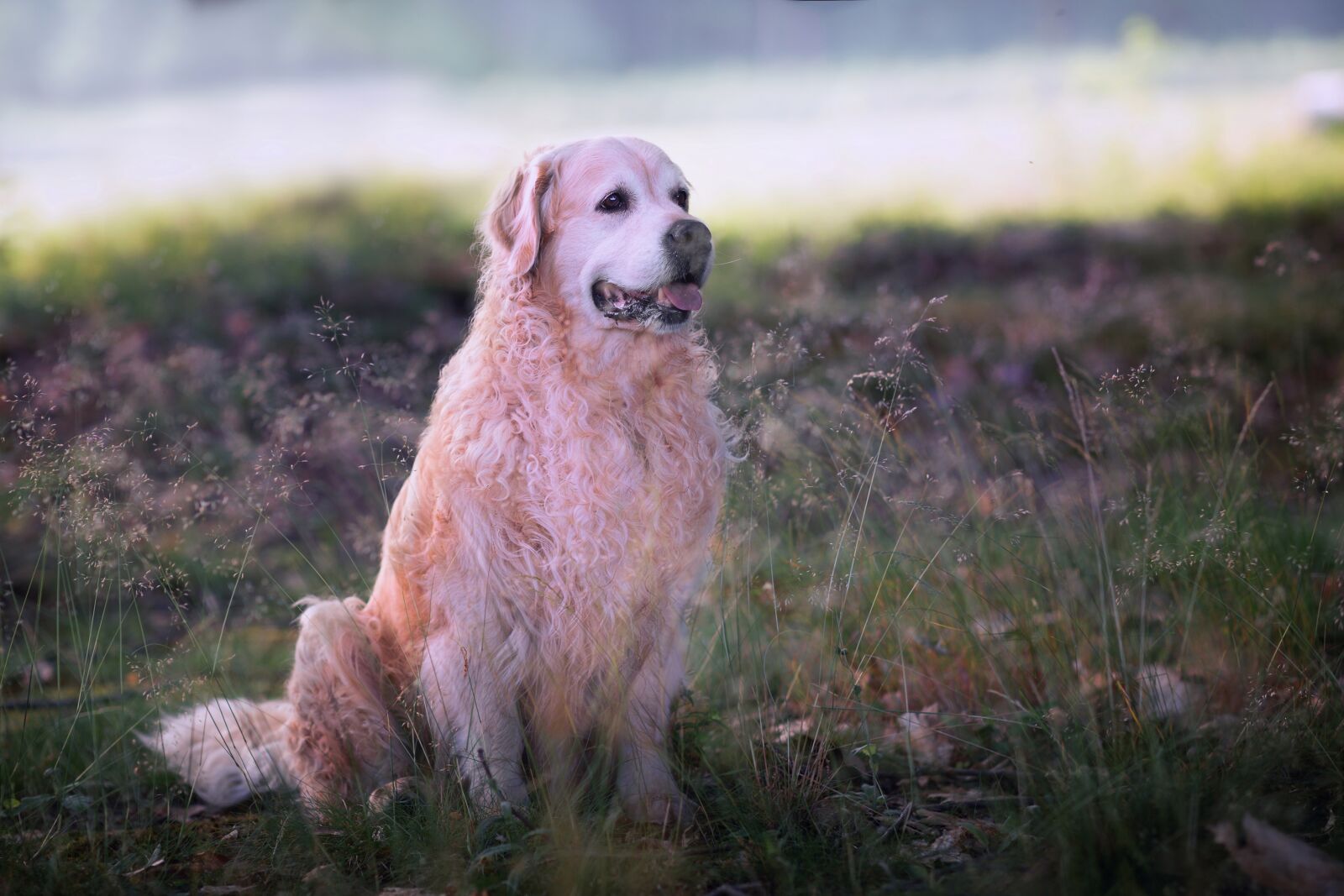 Canon EF 85mm F1.4L IS USM sample photo. Dog, forest, animal photography