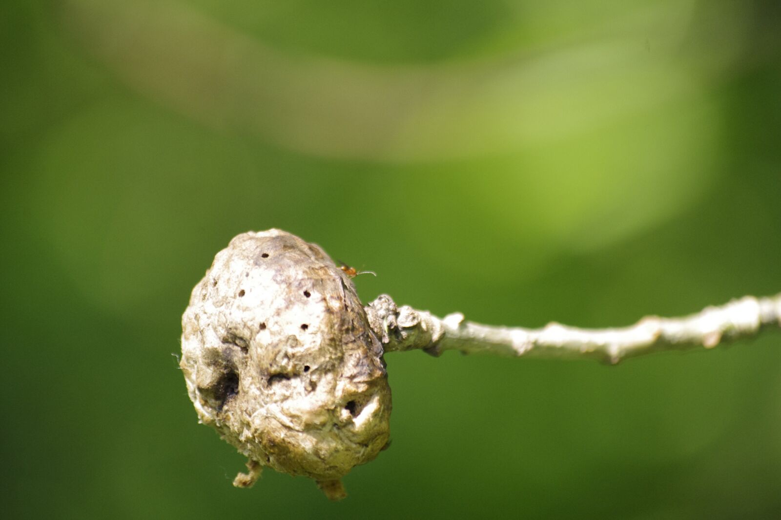 Pentax K-r sample photo. Insects, galls, tree photography