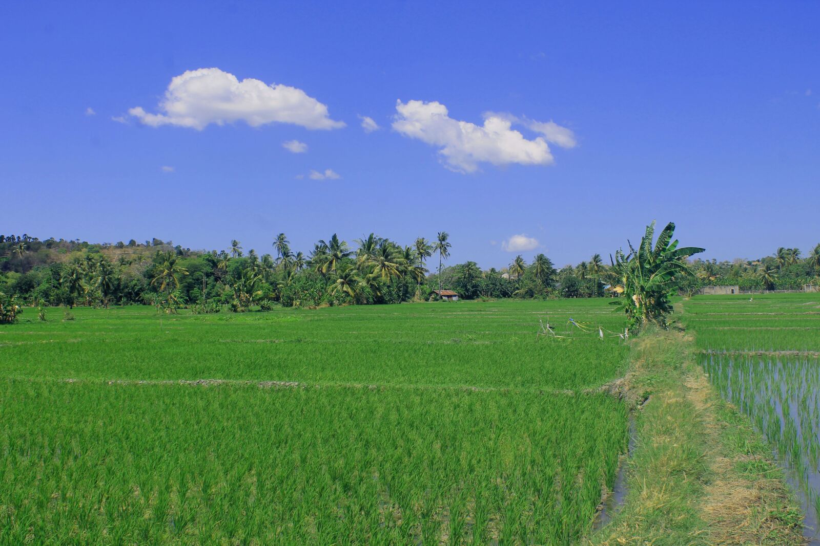 Canon EOS 1100D (EOS Rebel T3 / EOS Kiss X50) sample photo. Field, padi, green photography