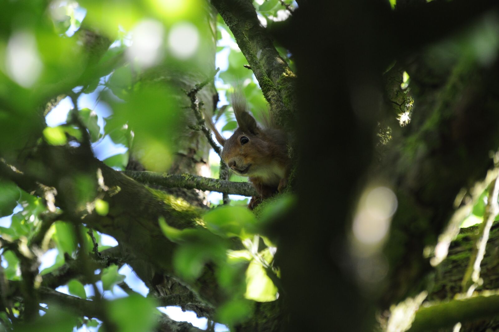 Nikon D5000 sample photo. Squirrel, nature, garden photography