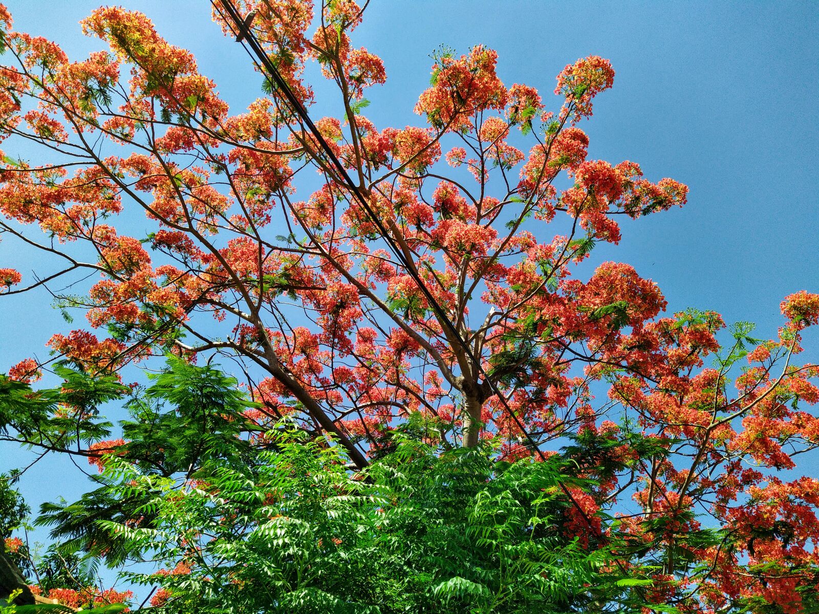 HMD Global Nokia 7.2 sample photo. Phoenix flower, tree worship photography