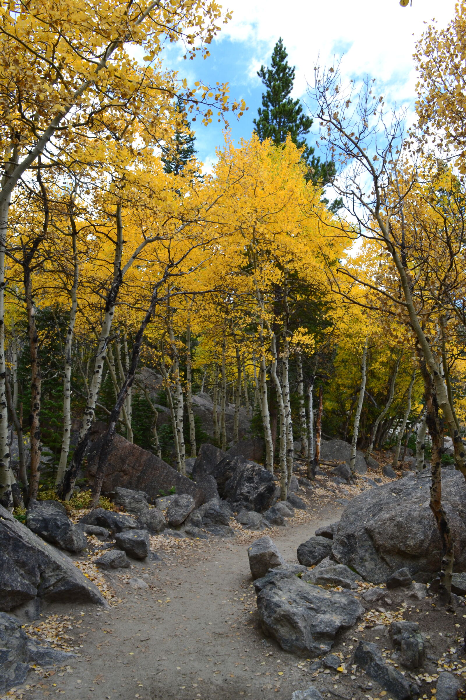 Nikon D3100 sample photo. Aspens, autumn, autumn, leaves photography