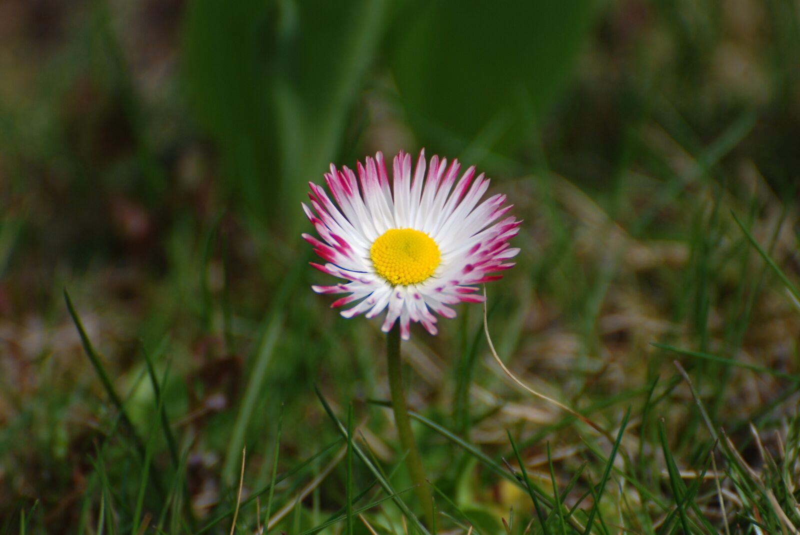 Nikon D80 sample photo. Daisy, garden, yellow photography