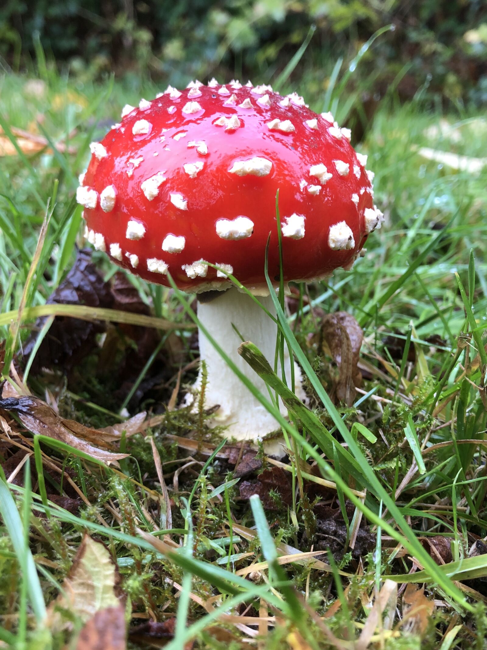 iPhone X back dual camera 4mm f/1.8 sample photo. Fly agaric, mushroom, nature photography