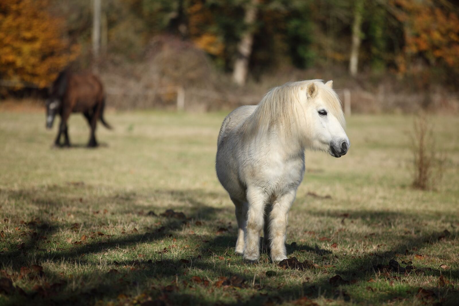 Canon EOS 5D Mark II sample photo. Mammal, animal, pony photography